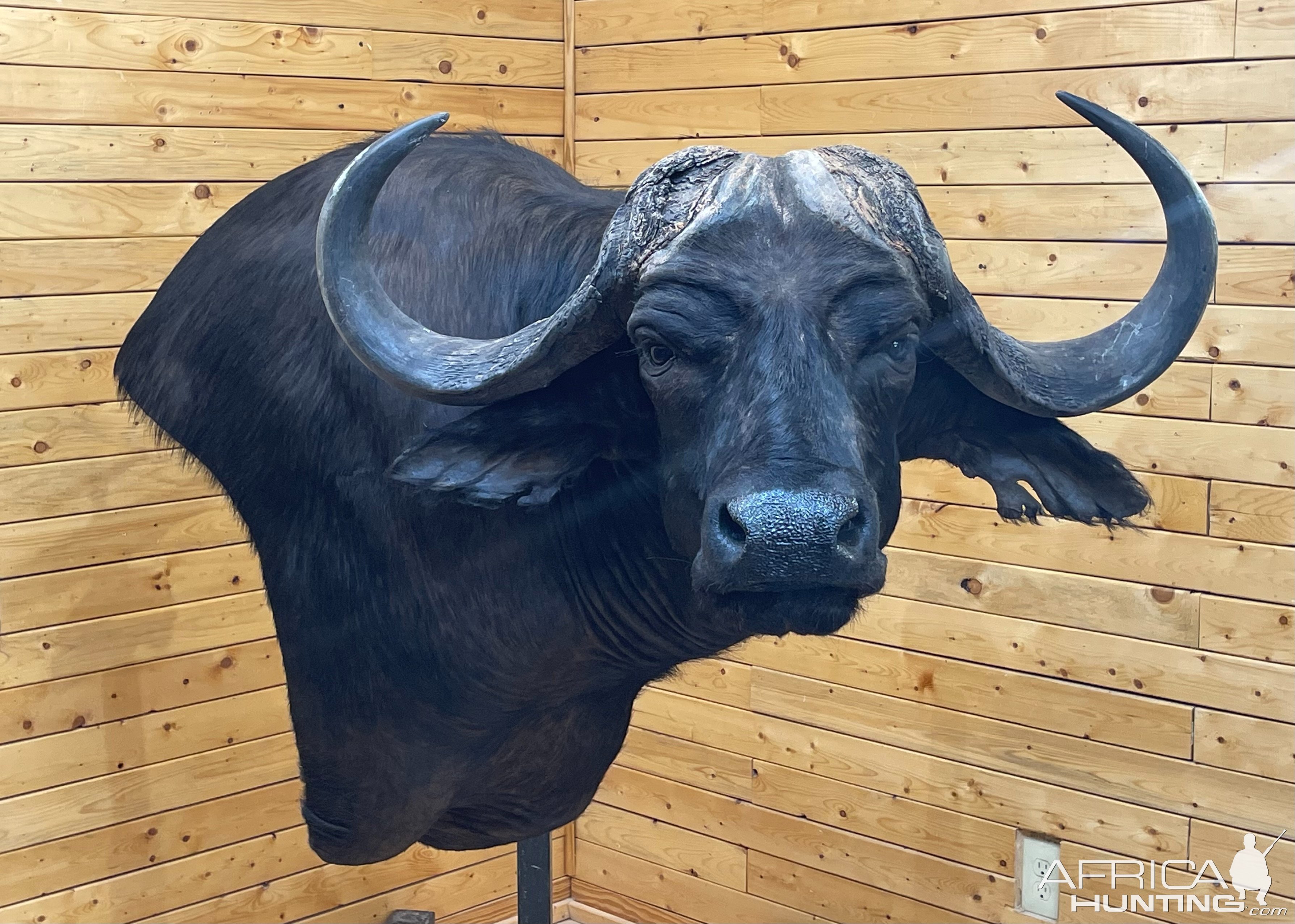 Buffalo Wall Pedestal Mount Taxidermy