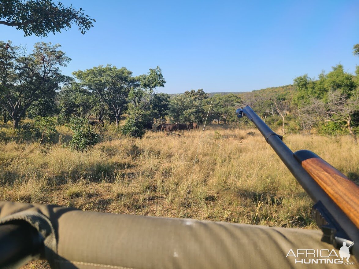 Buffalo Wildlife Limpopo South Africa