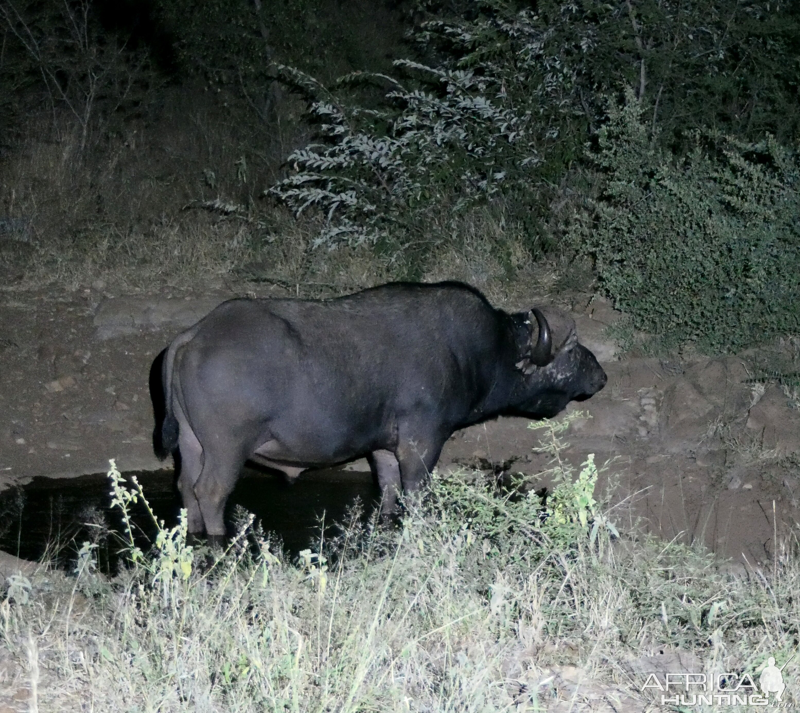 Buffalo Wildlife South Africa