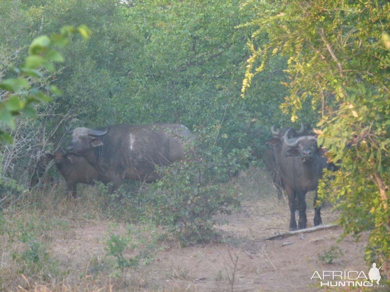 Buffalo Wildlife Zimbabwe