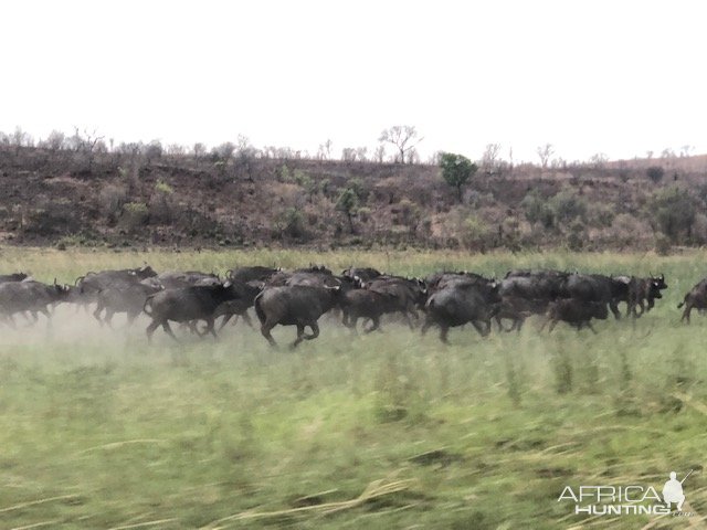 Buffalo Zimbabwe