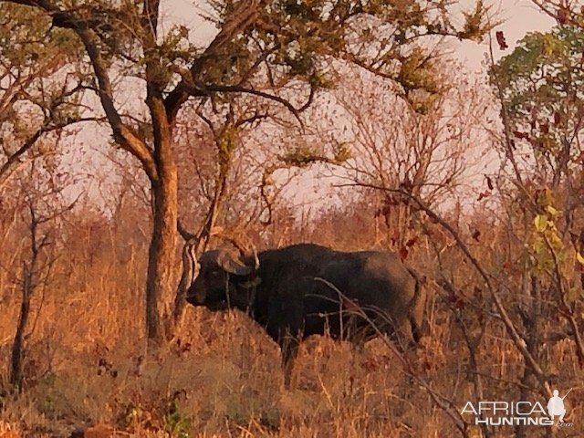 Buffalo Zimbabwe