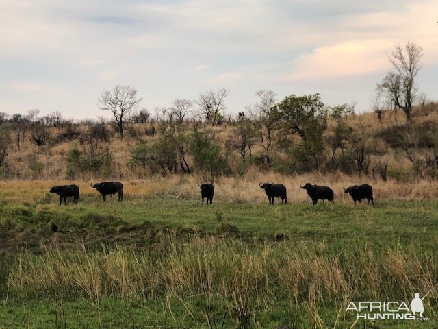 Buffalo Zimbabwe