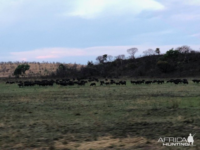 Buffalo Zimbabwe