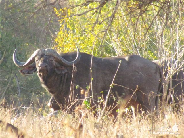 Buffalo Zimbabwe