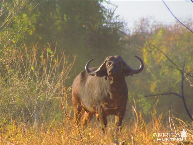 Buffalo Zimbabwe