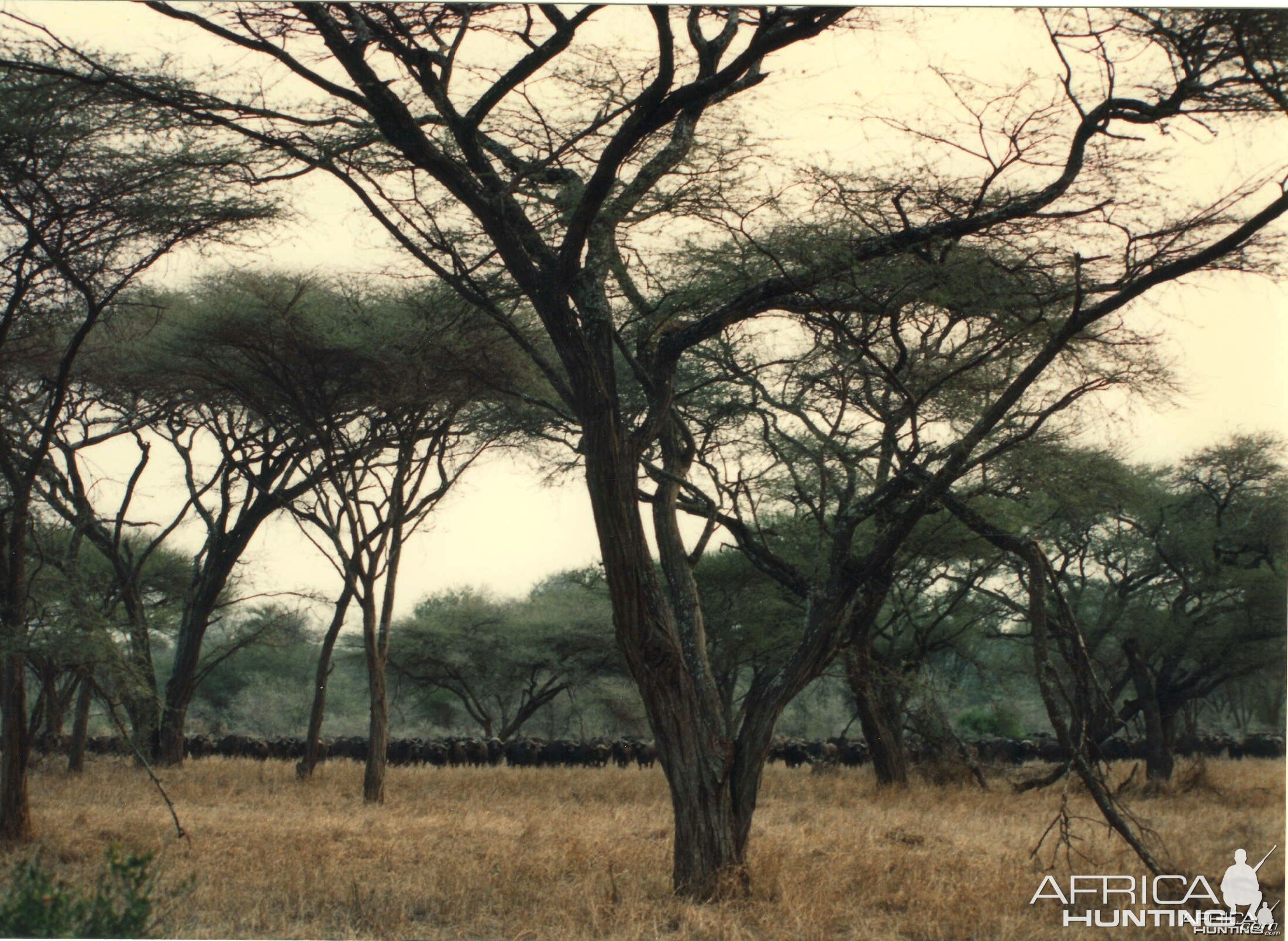 Buffalo Zimbabwe