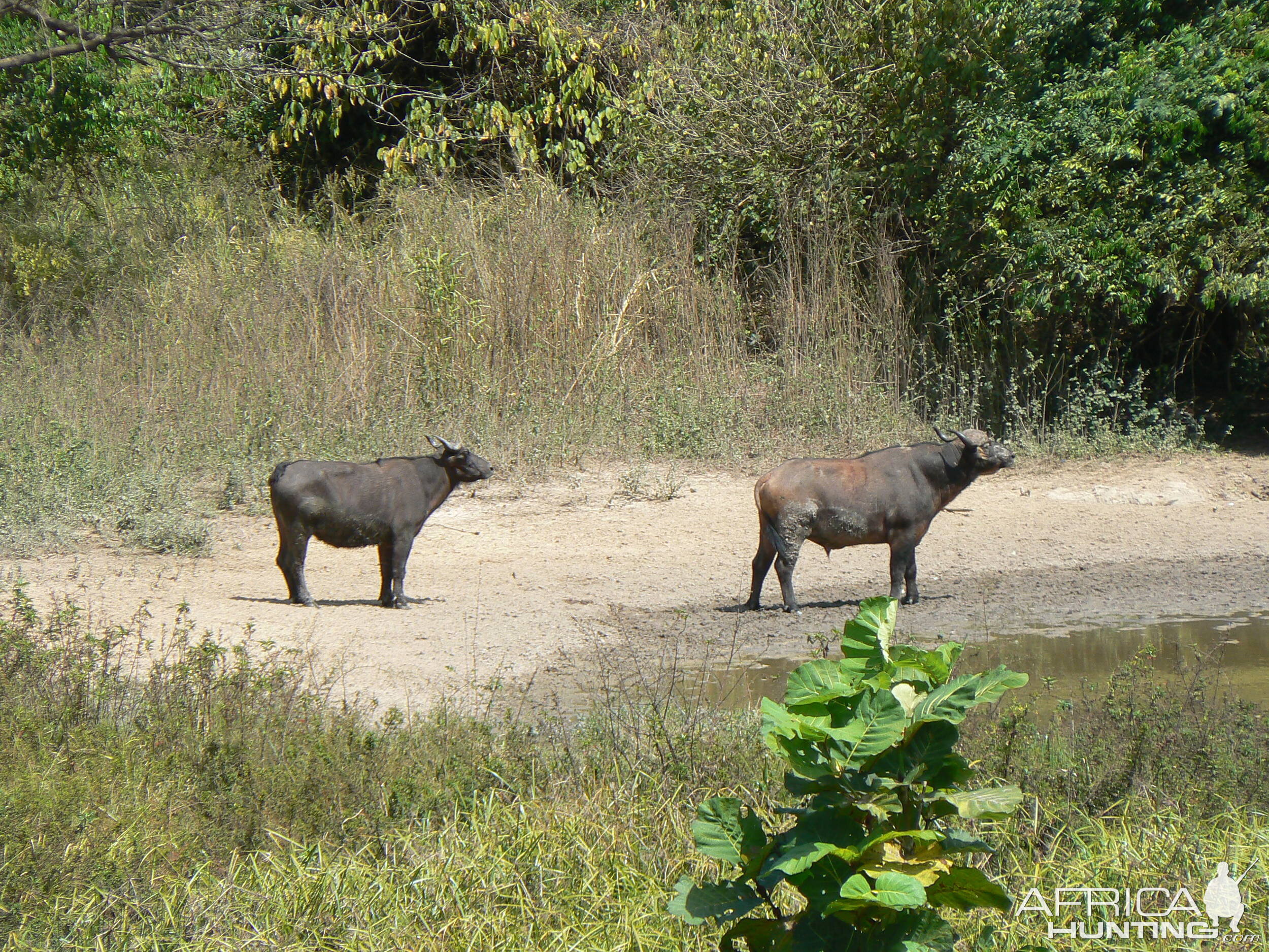 Buffalo