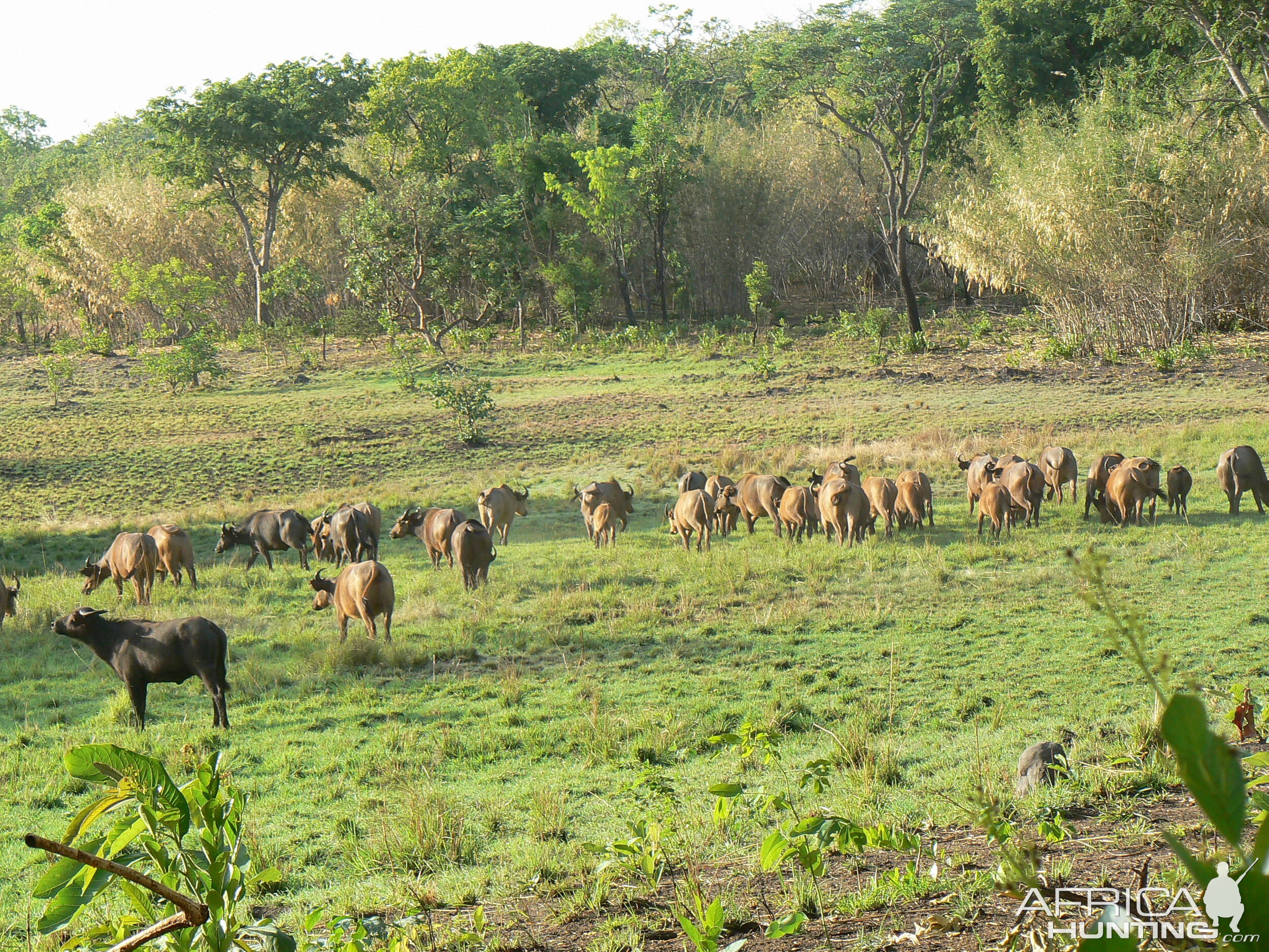 Buffalo