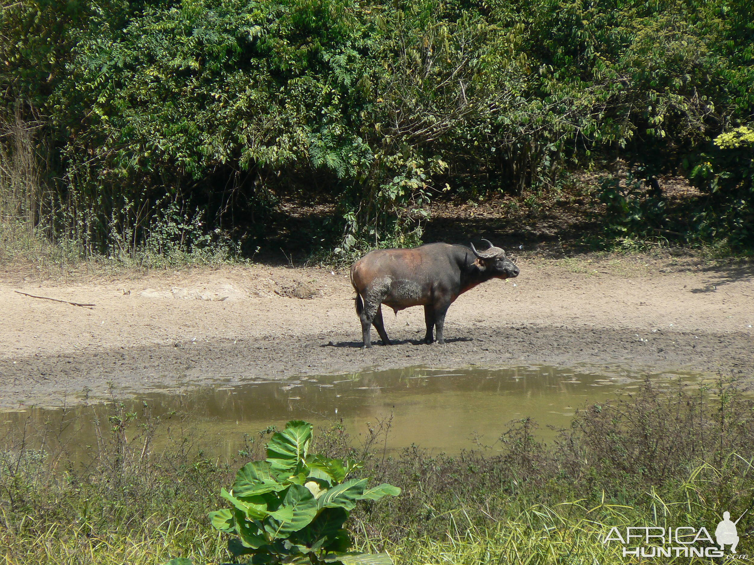 Buffalo