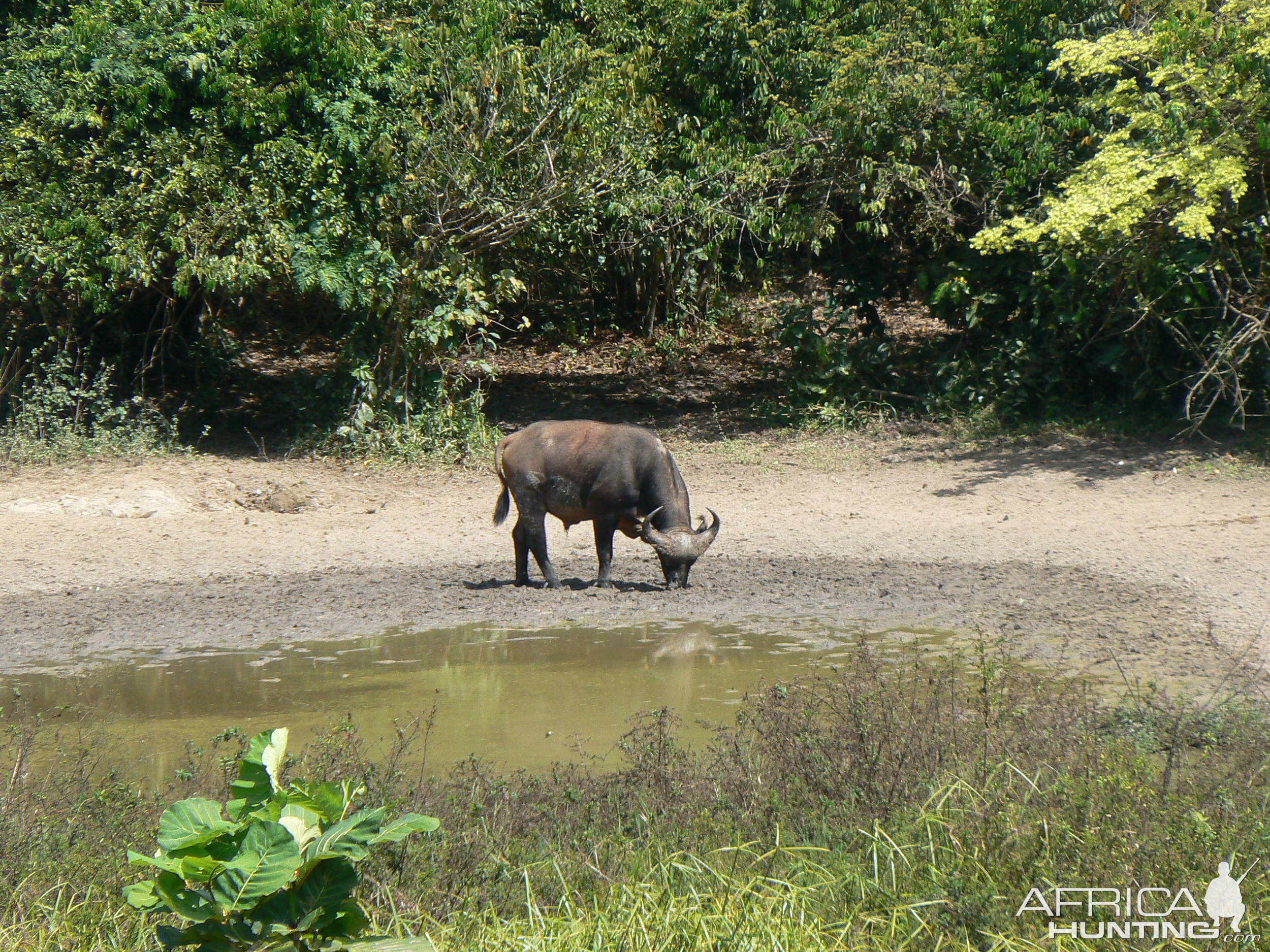 Buffalo