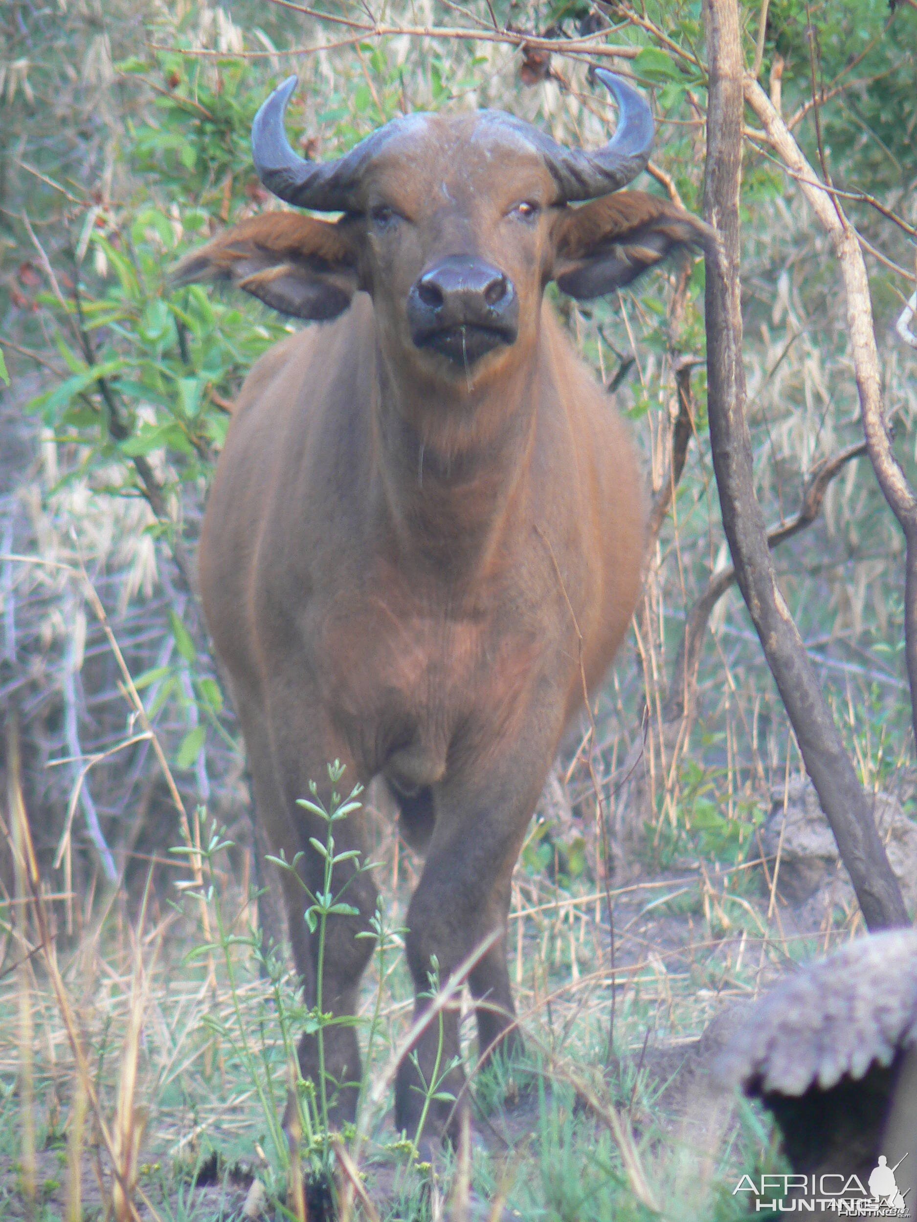 Buffalo