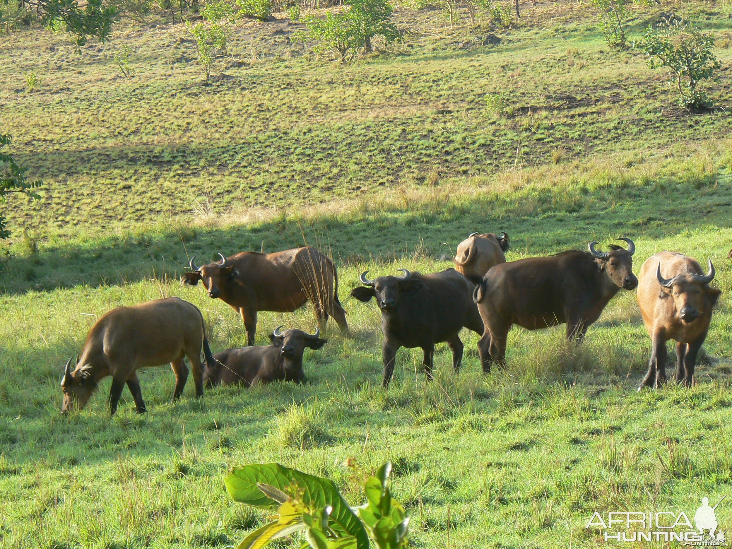 Buffalo