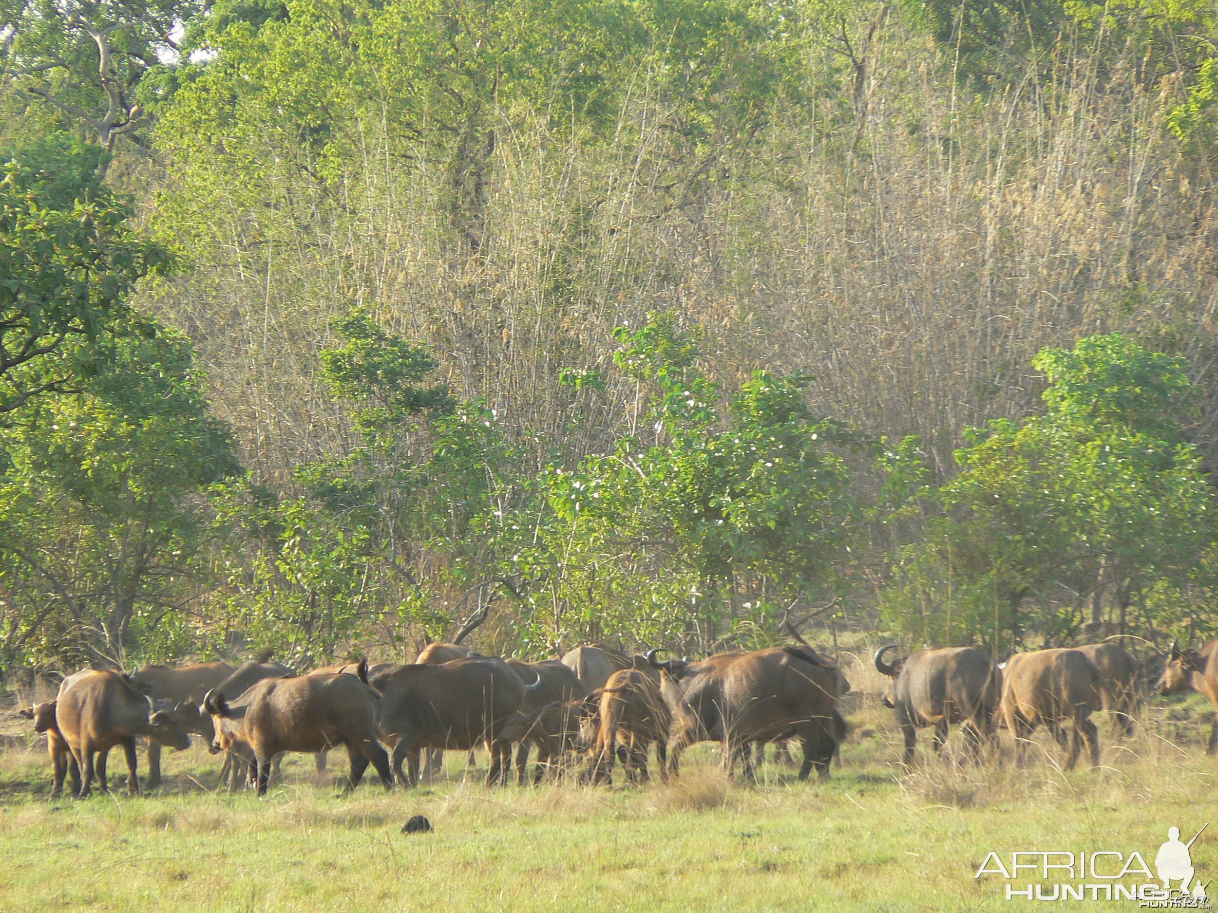 Buffalo