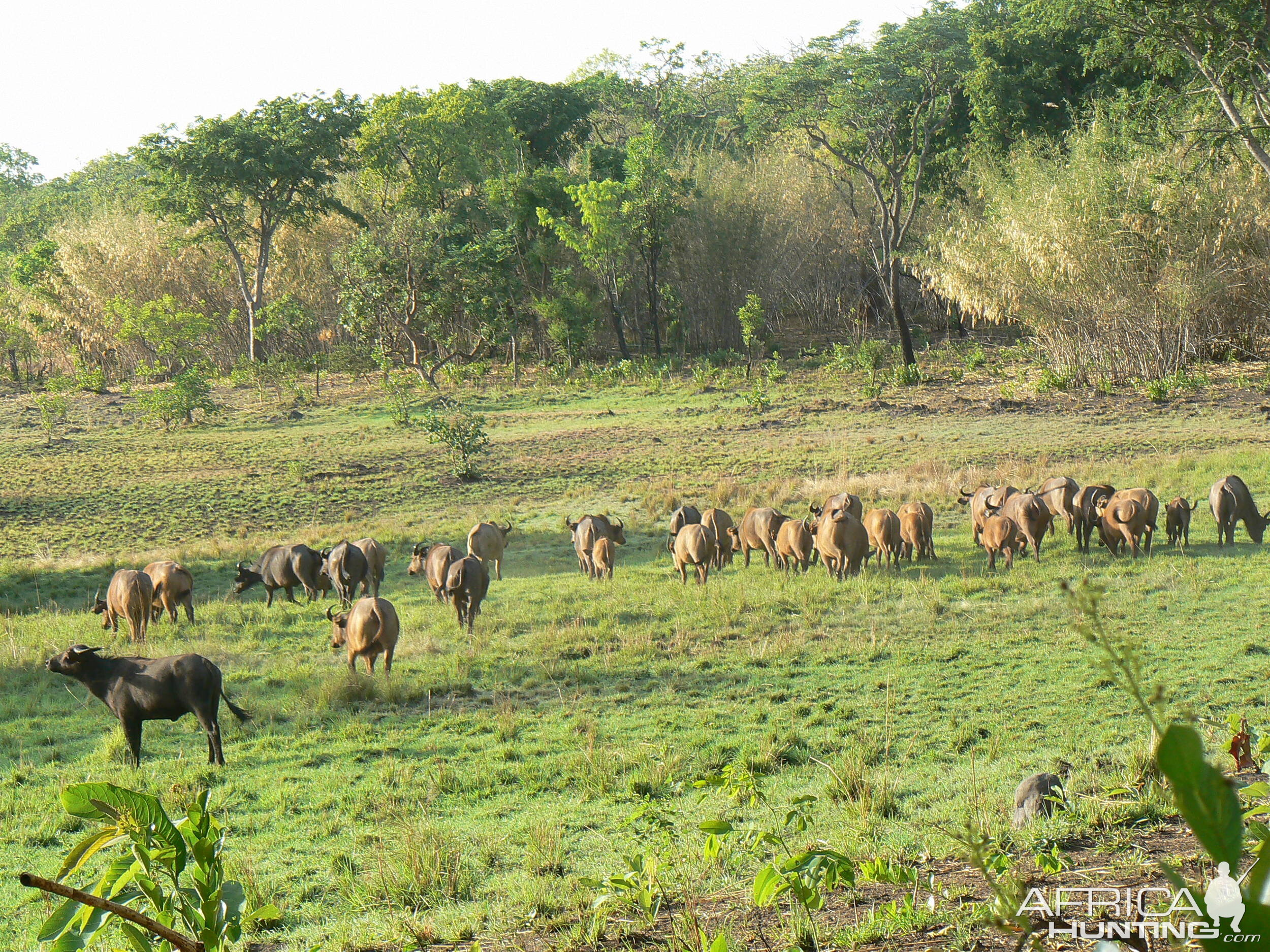 Buffalo