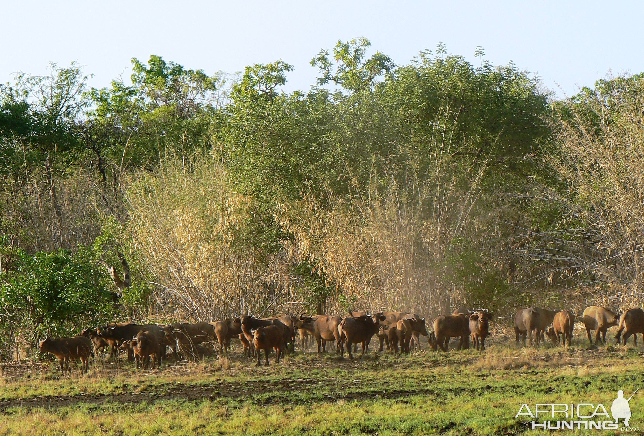 Buffalo