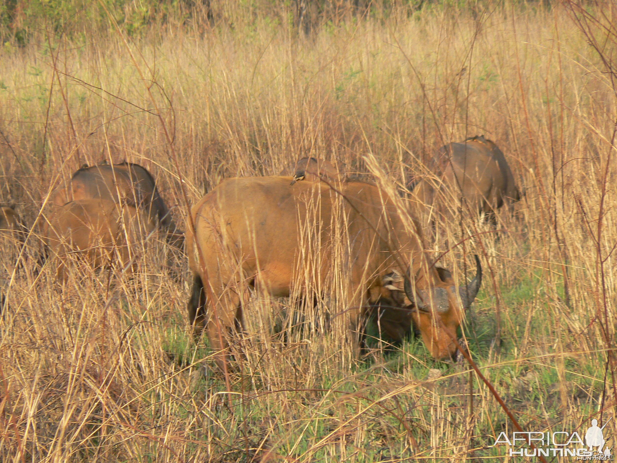 Buffalo