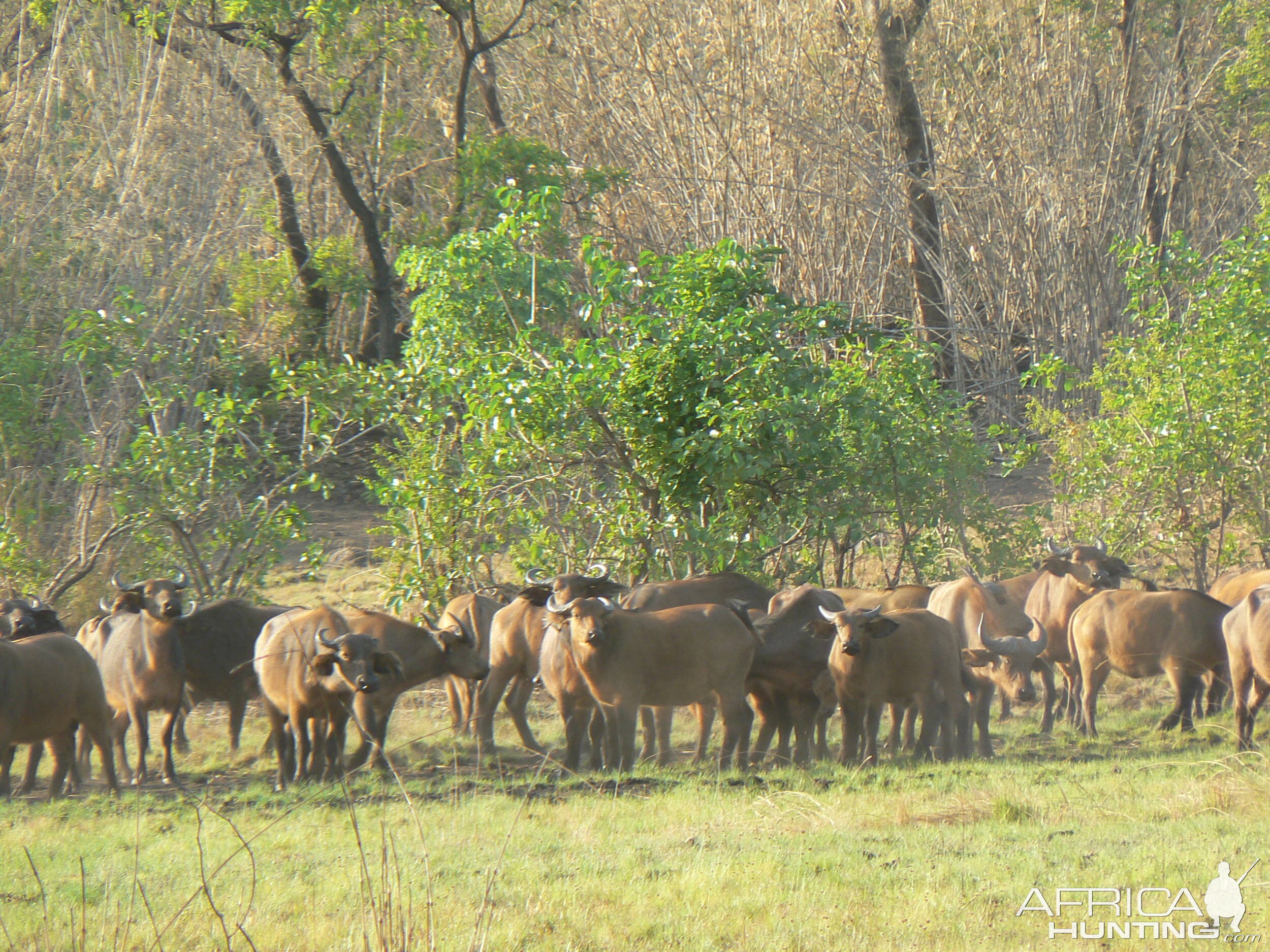 Buffalo