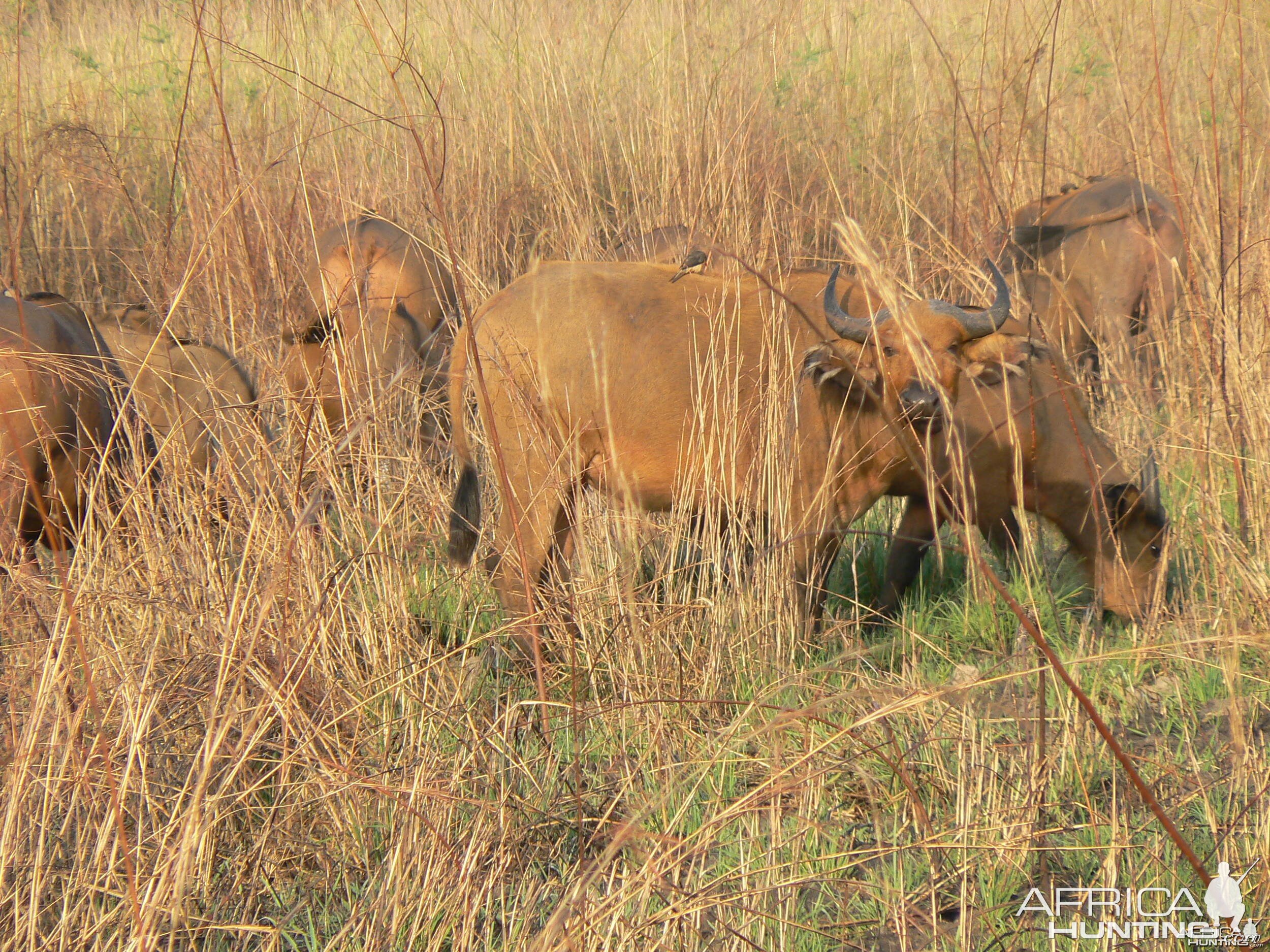 Buffalo