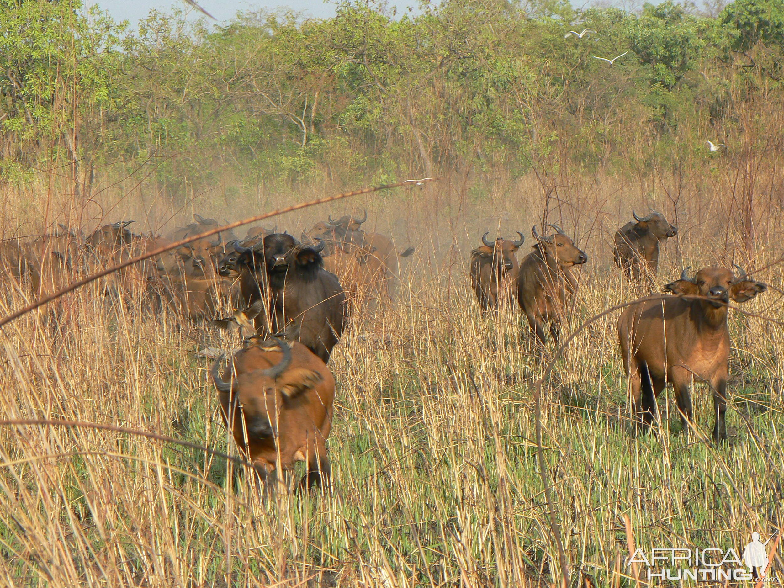 Buffalo