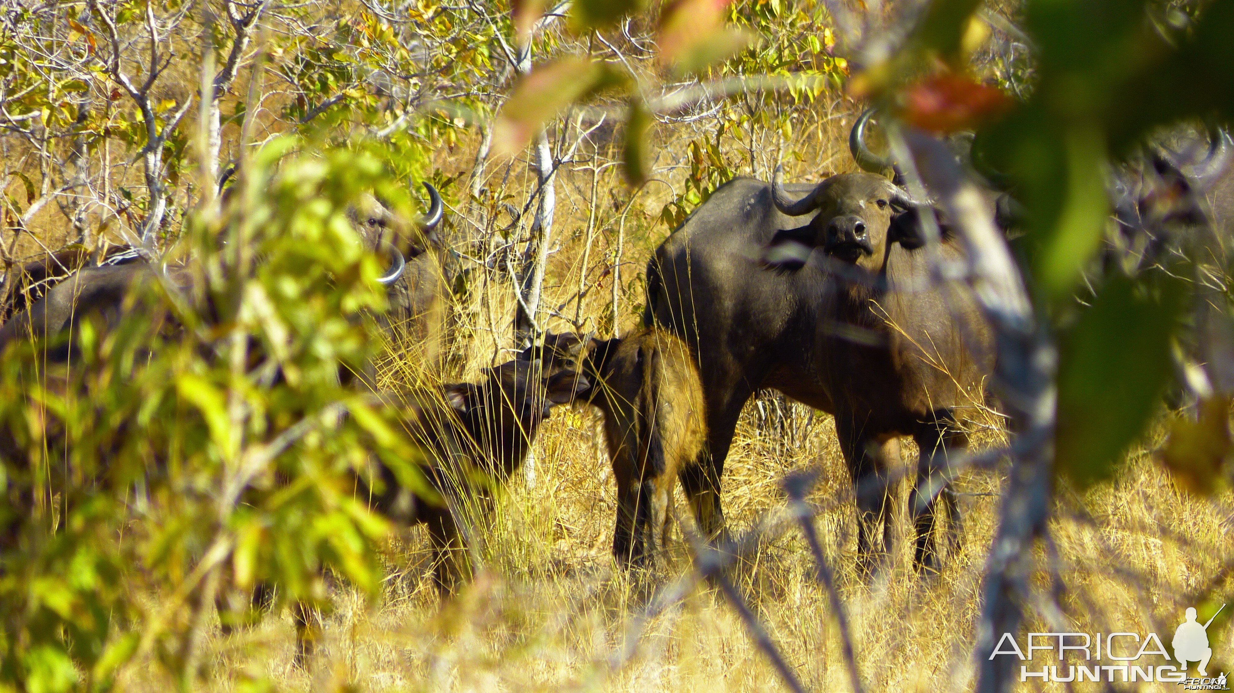 Buffalo