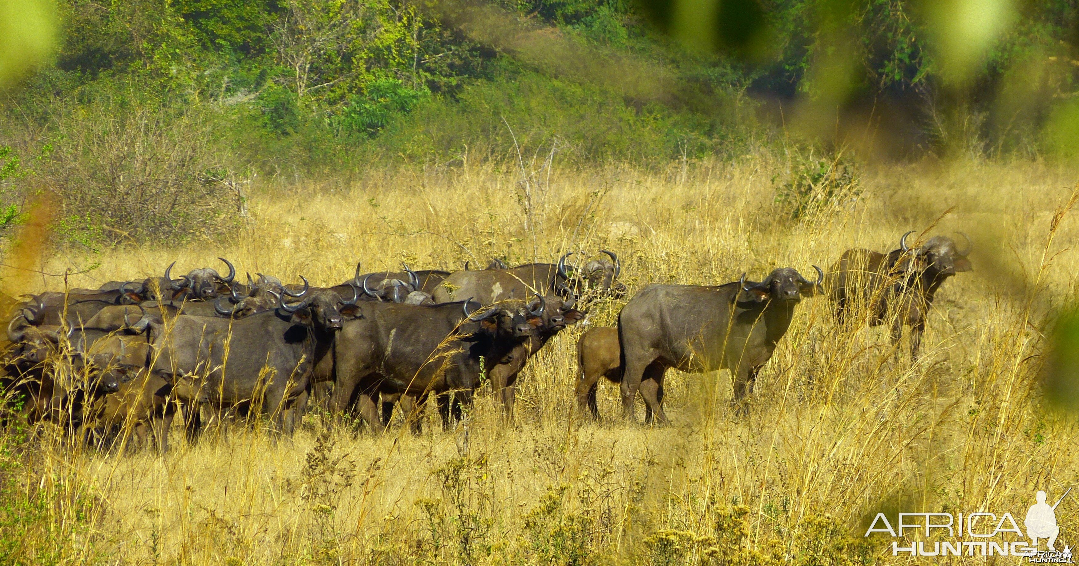 Buffalo