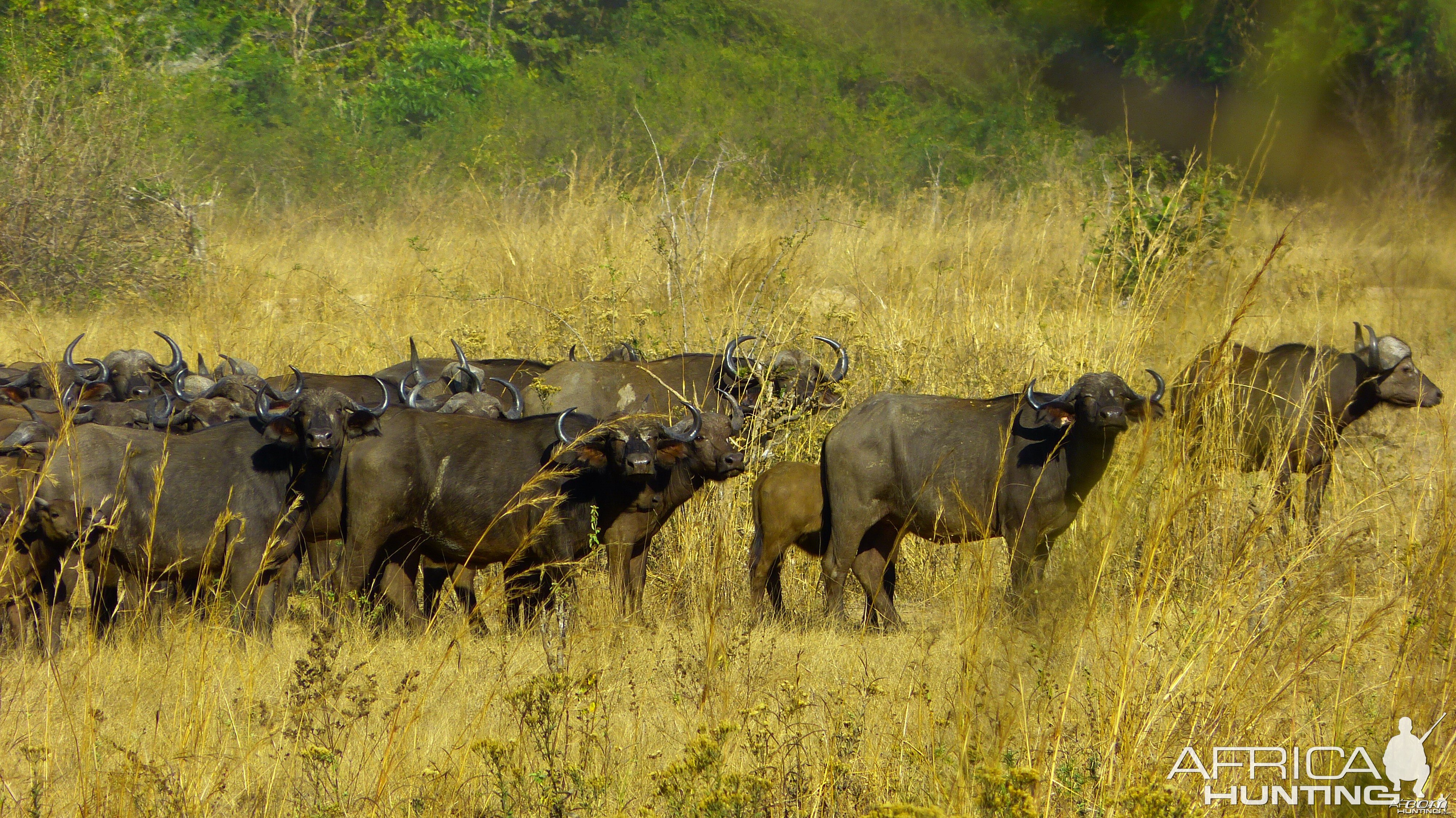 Buffalo