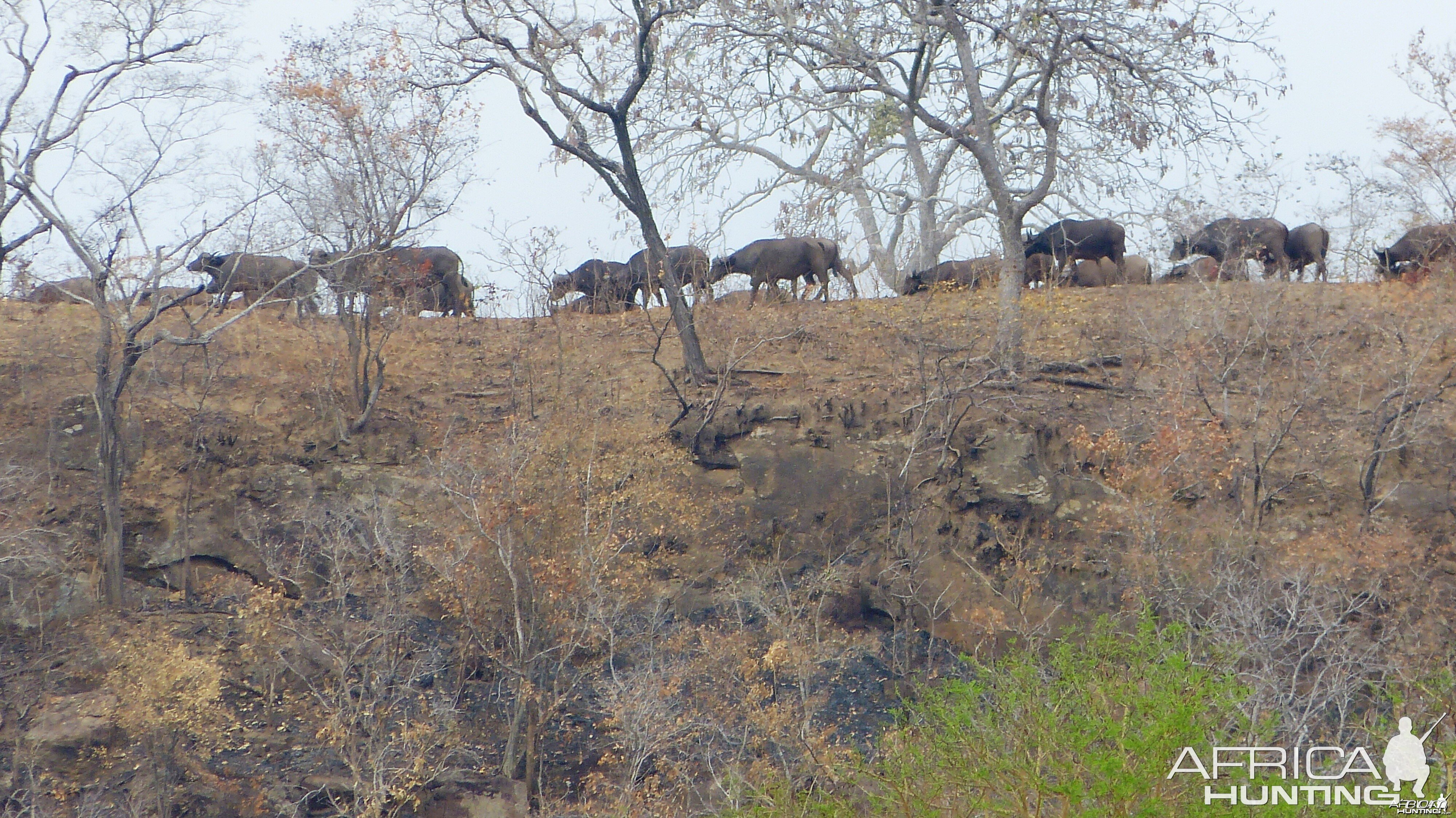 Buffalo