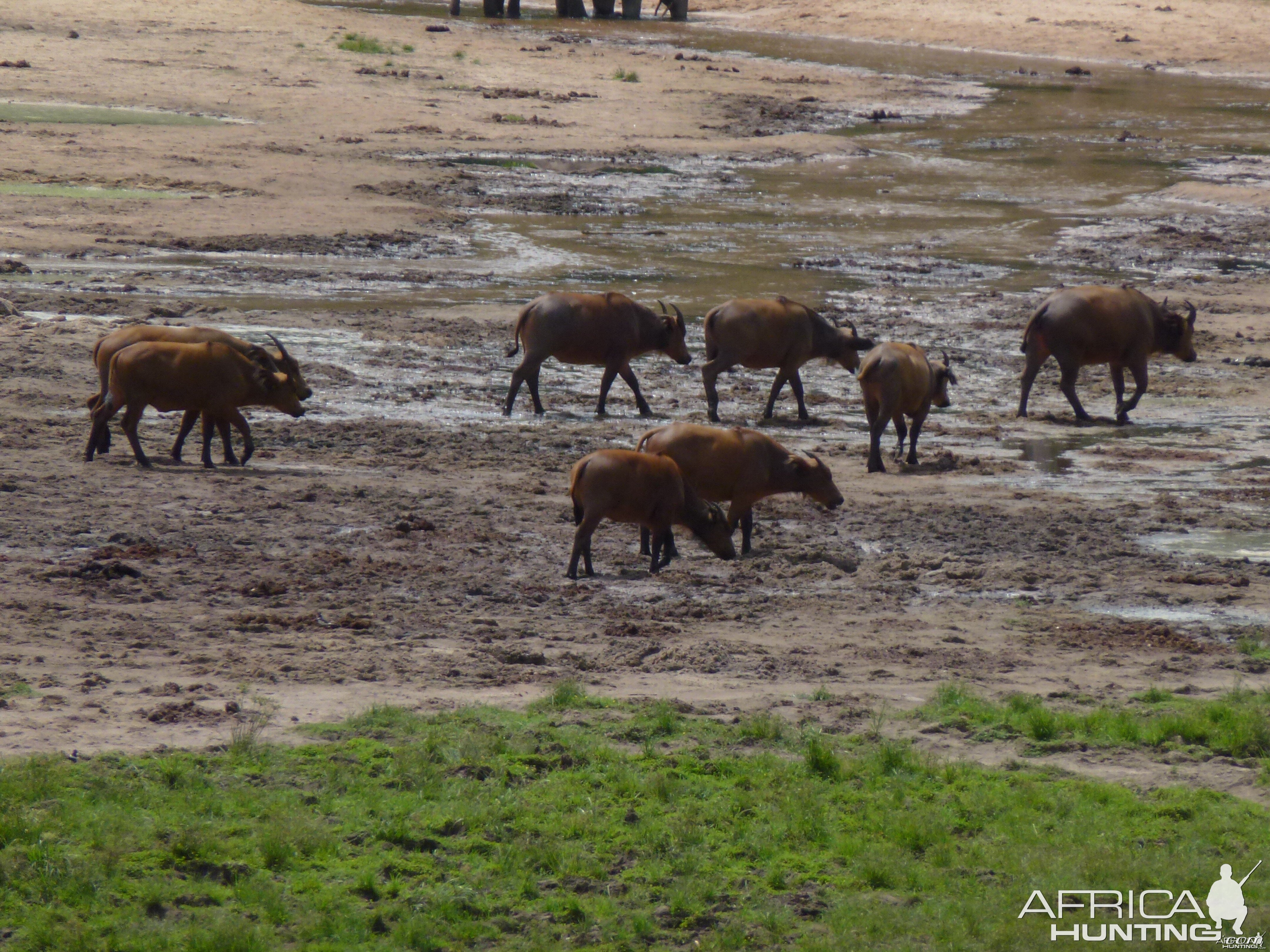 Buffalo