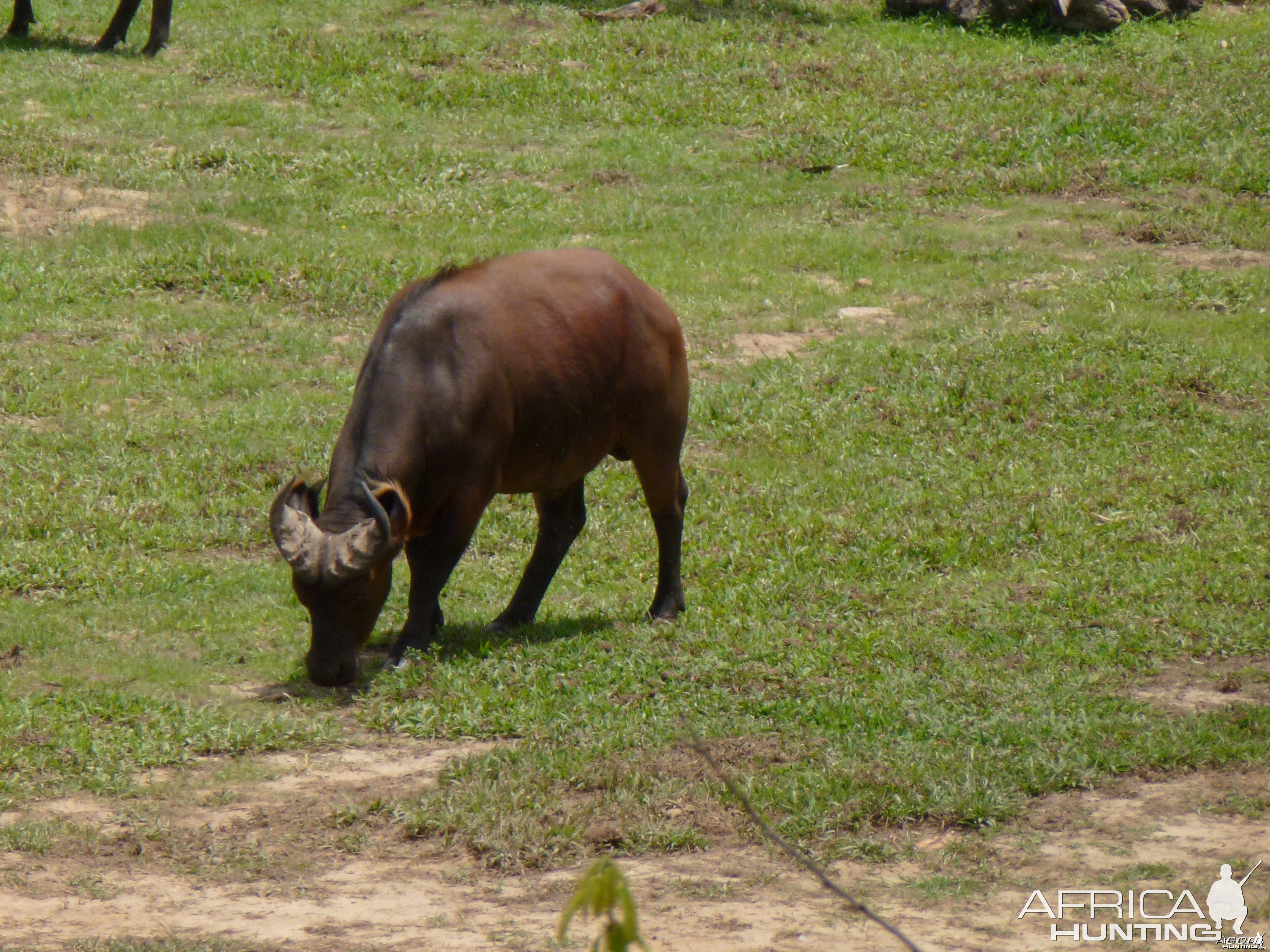 Buffalo