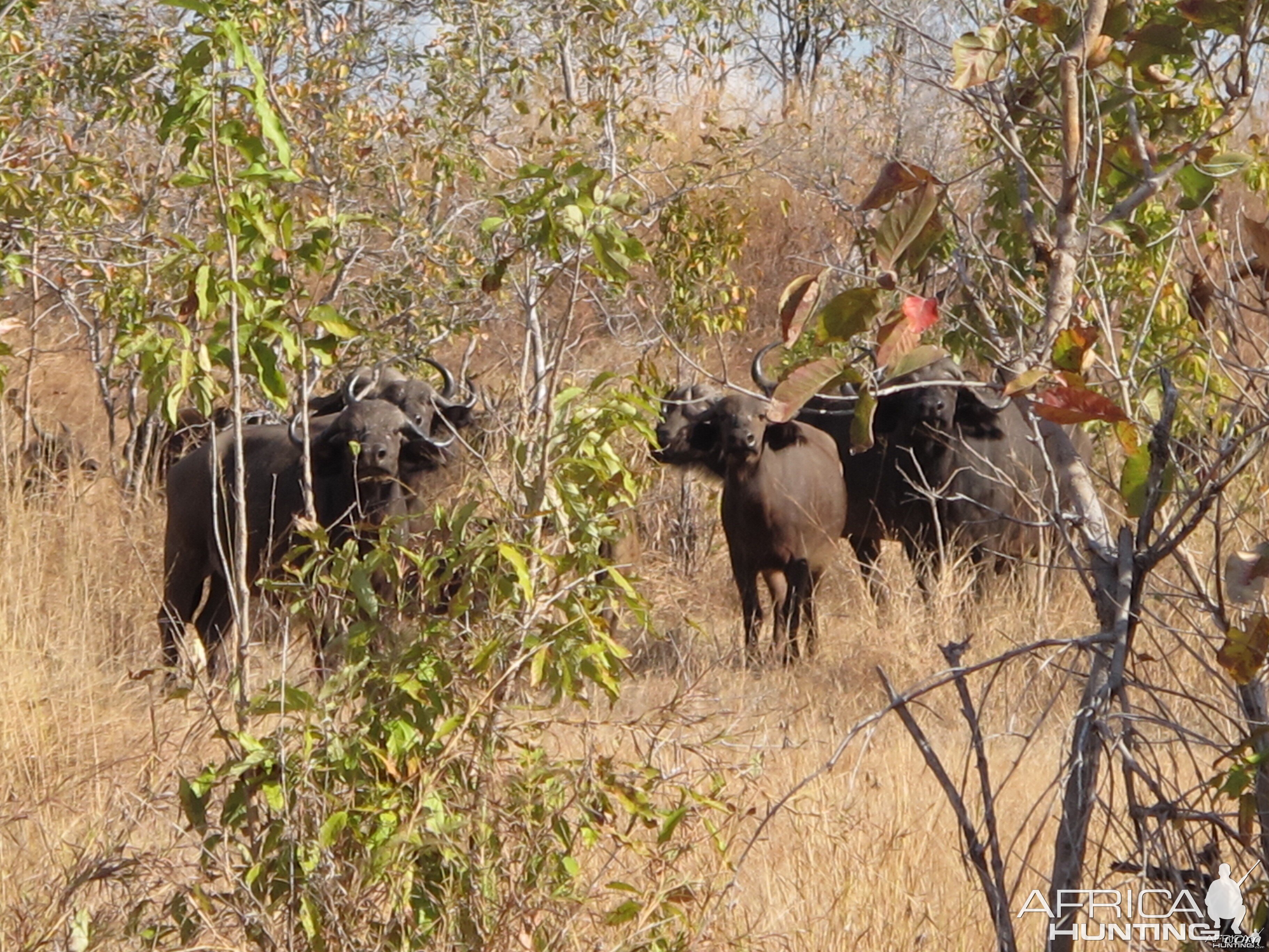 Buffalo