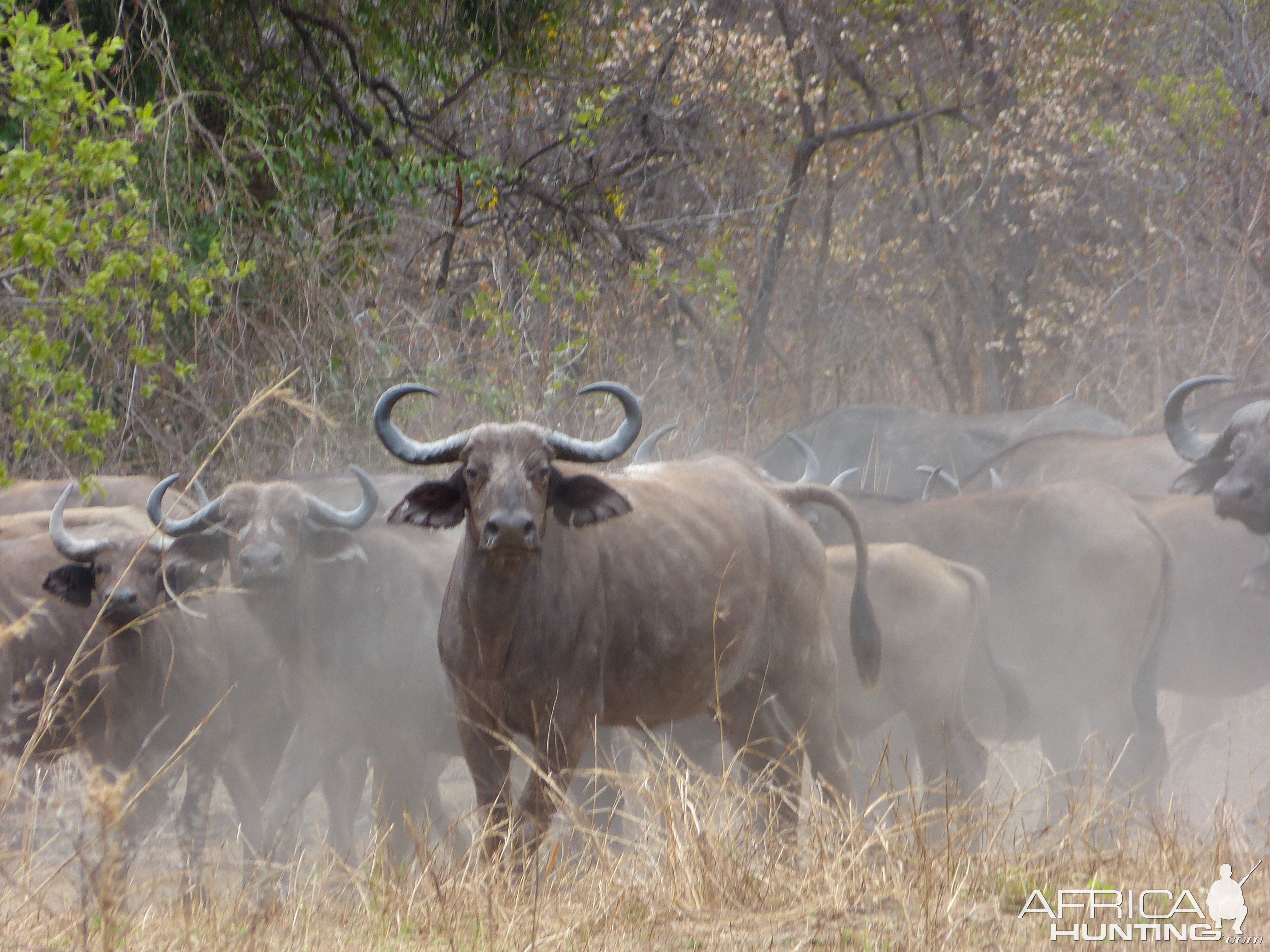 Buffalo