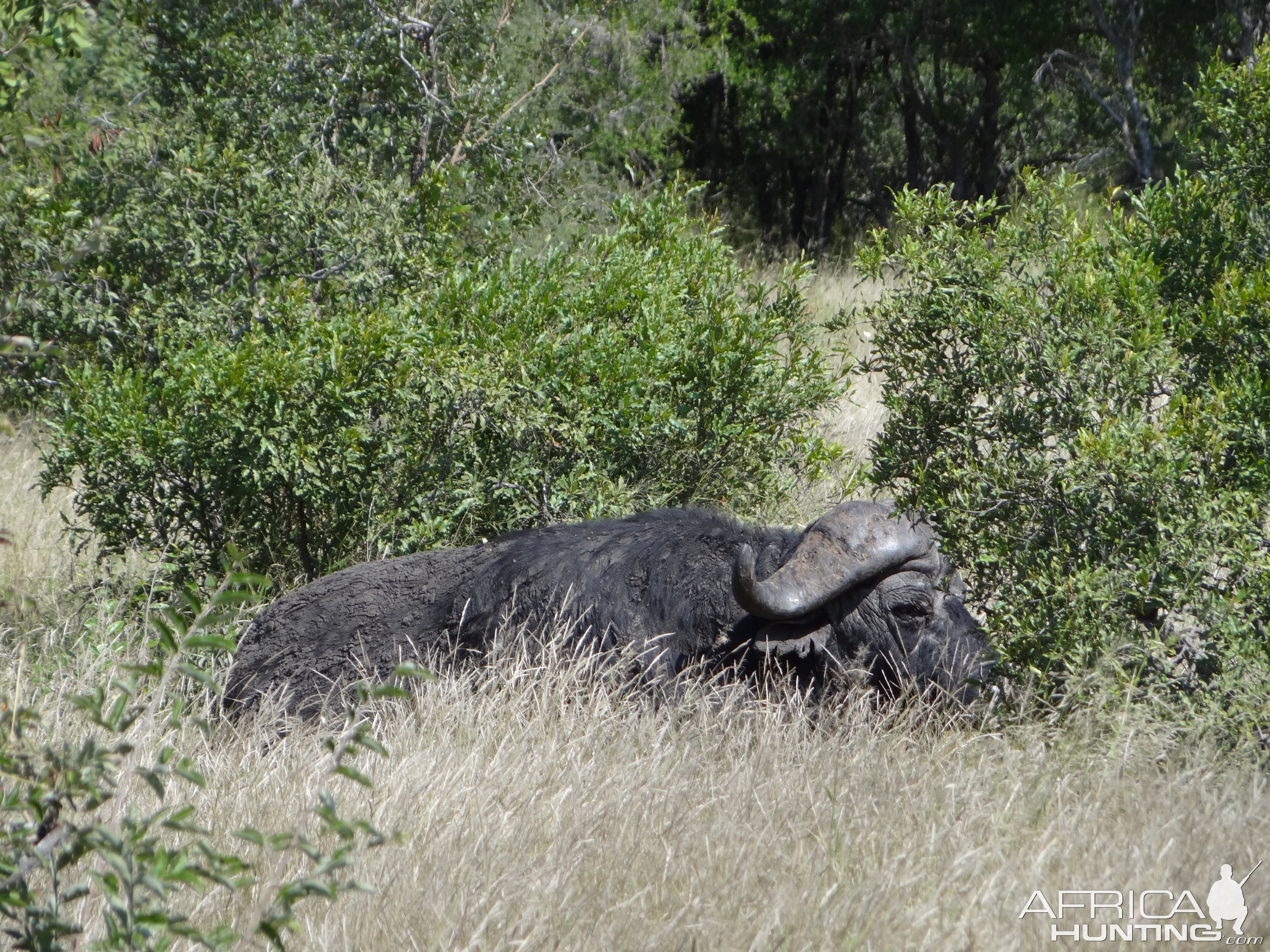 Buffalo