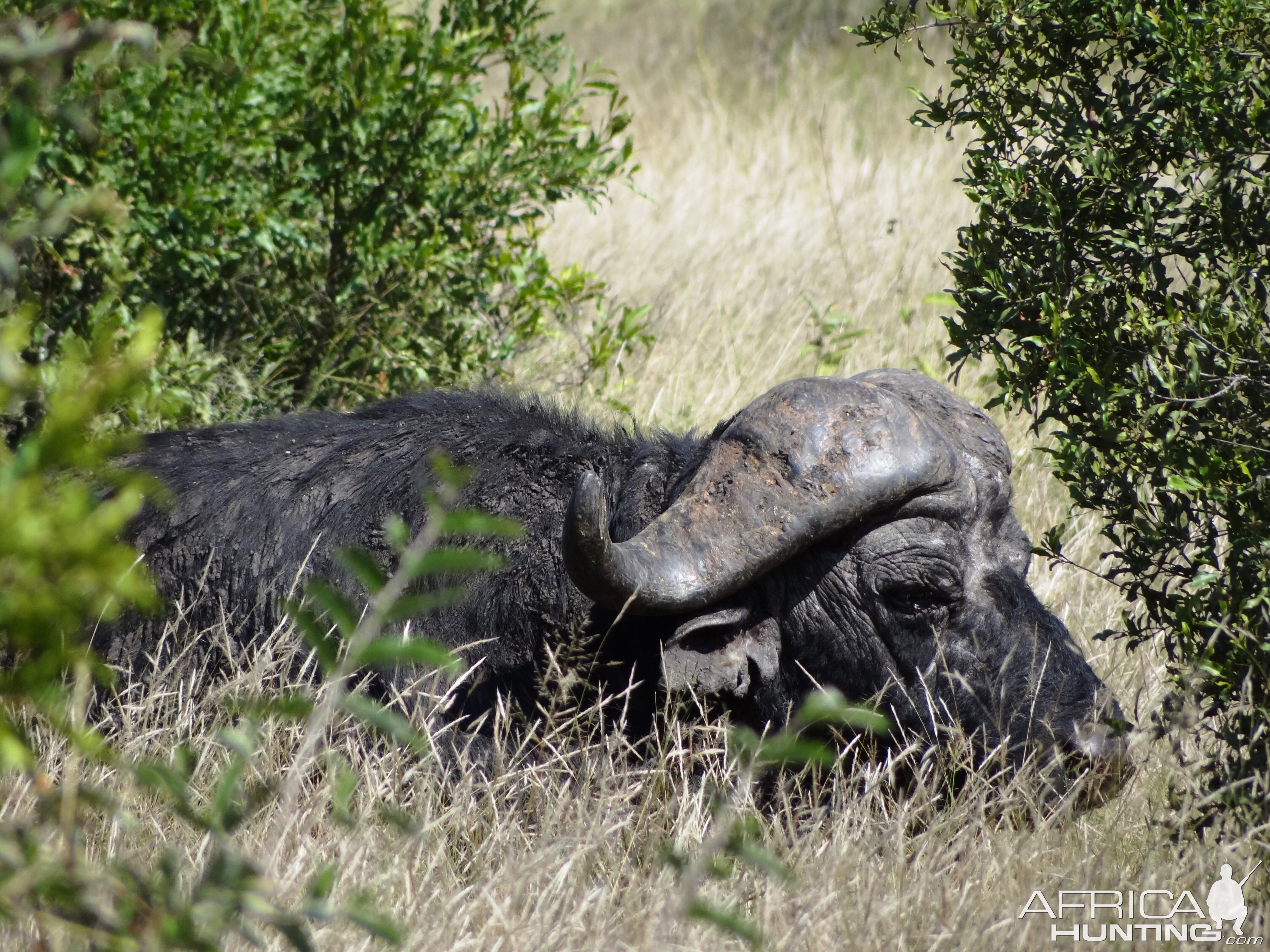 Buffalo