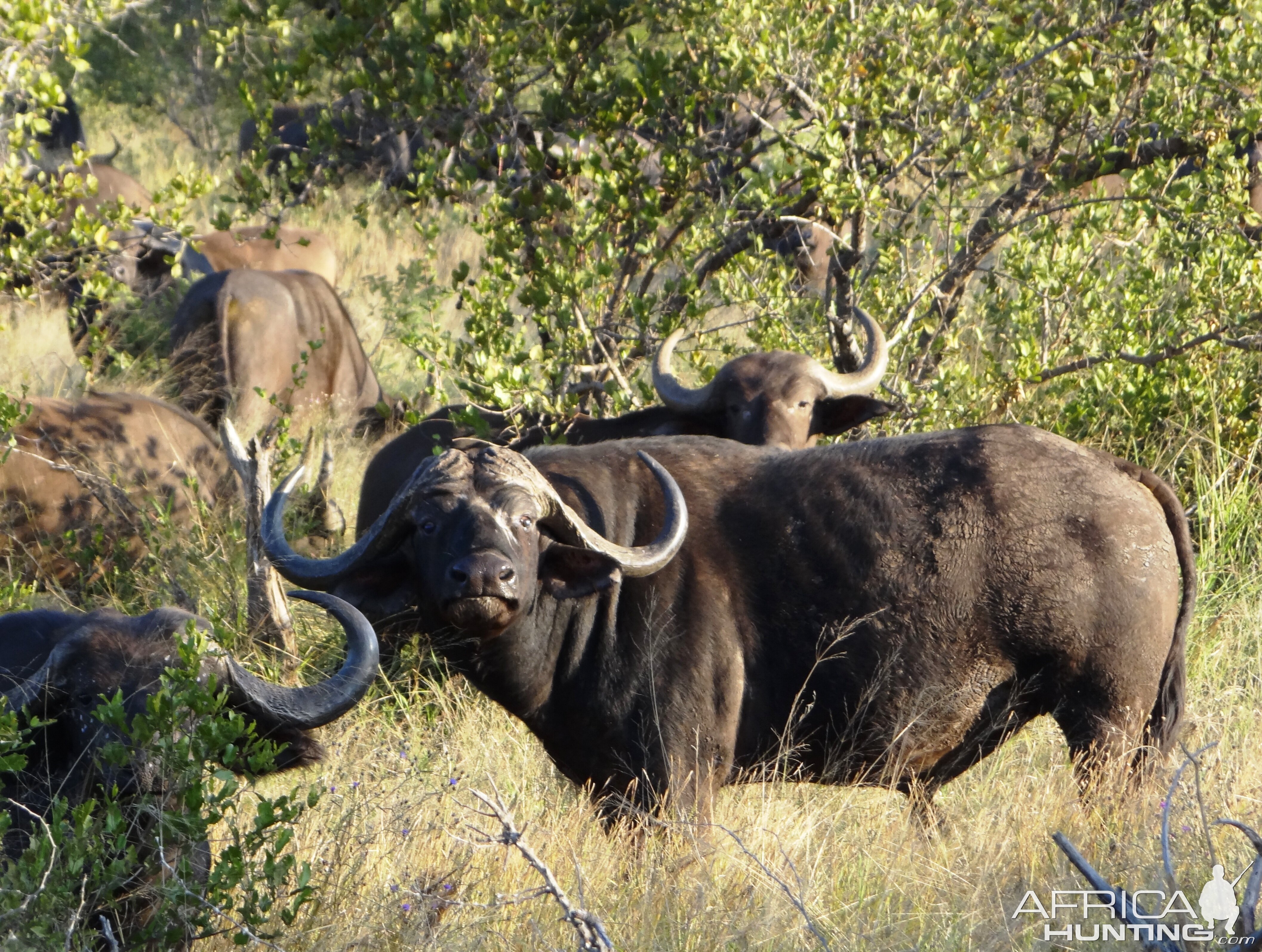 Buffalo