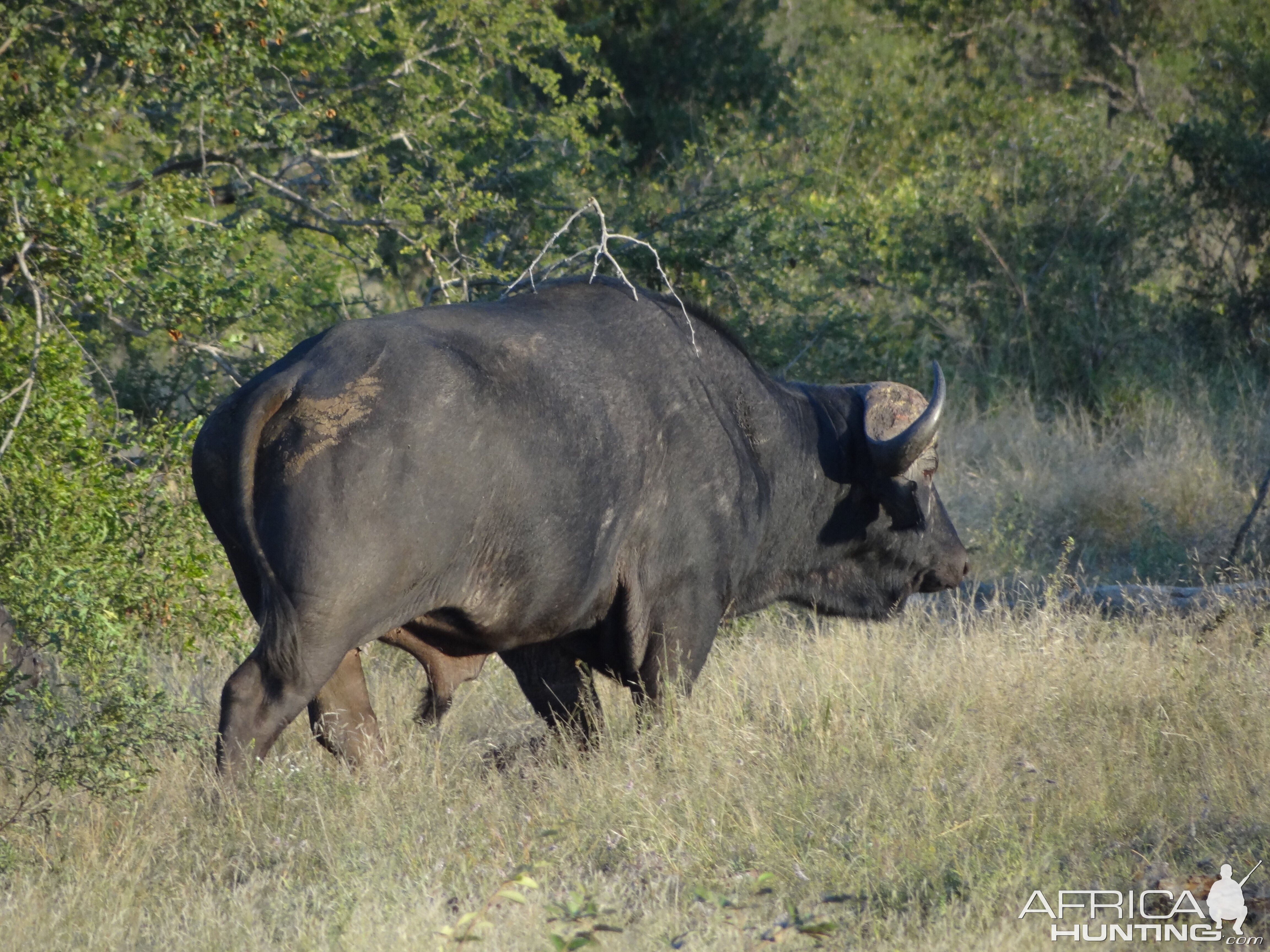 Buffalo