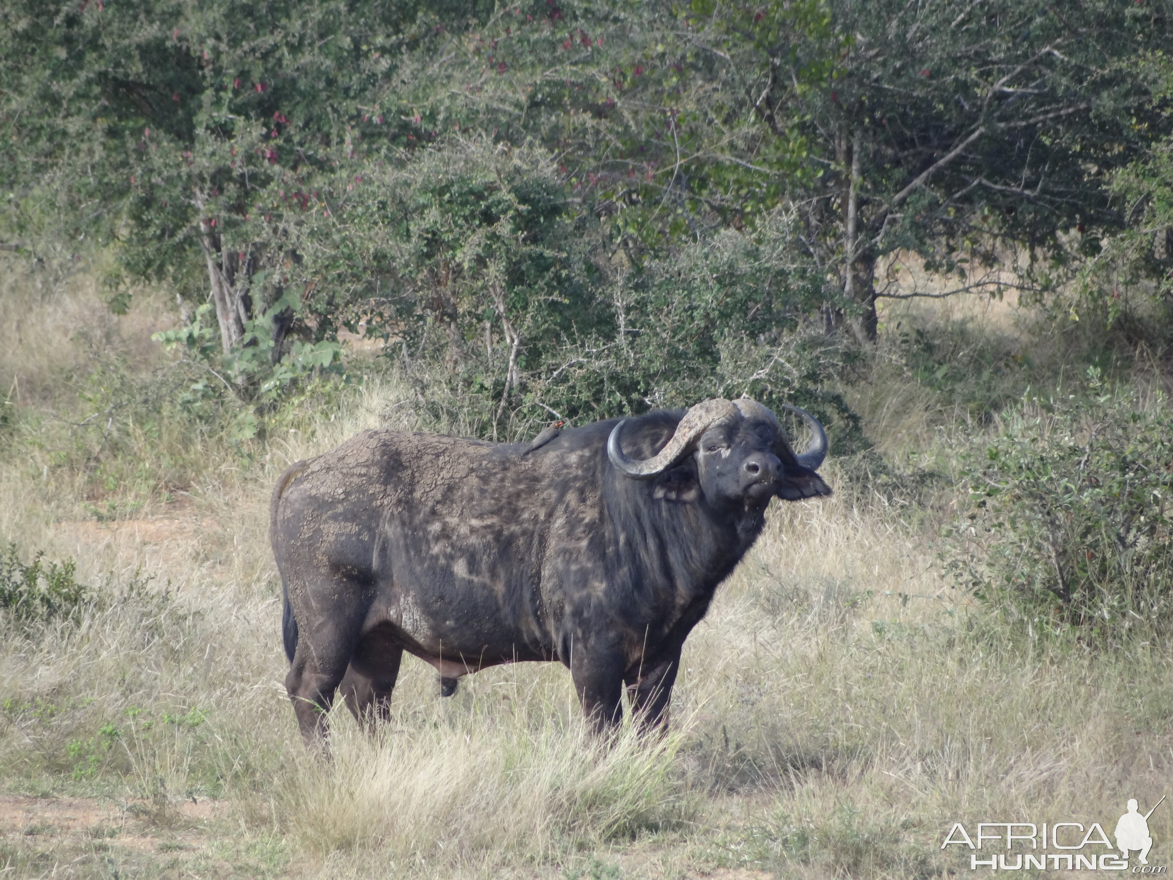 Buffalo