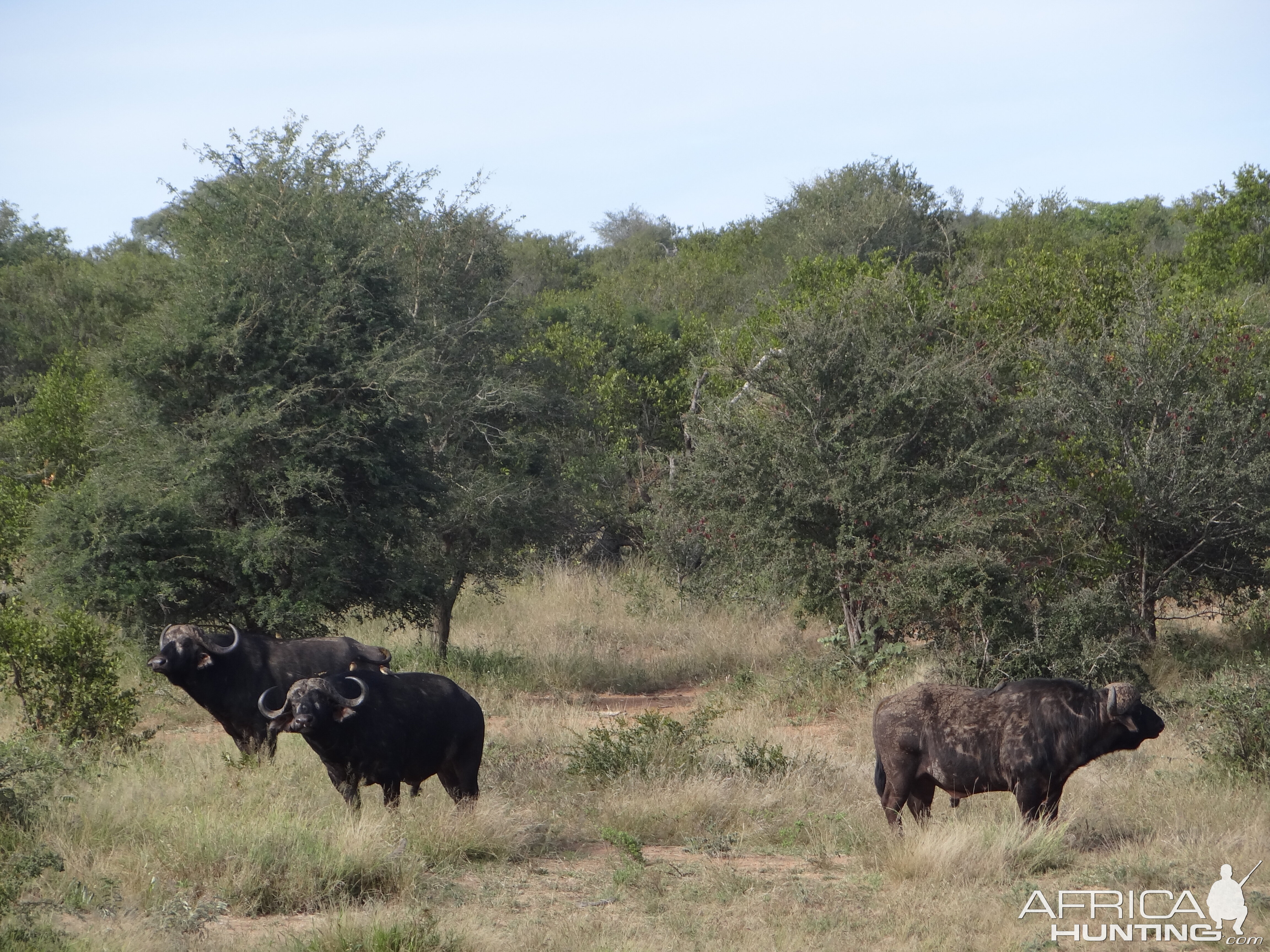 Buffalo