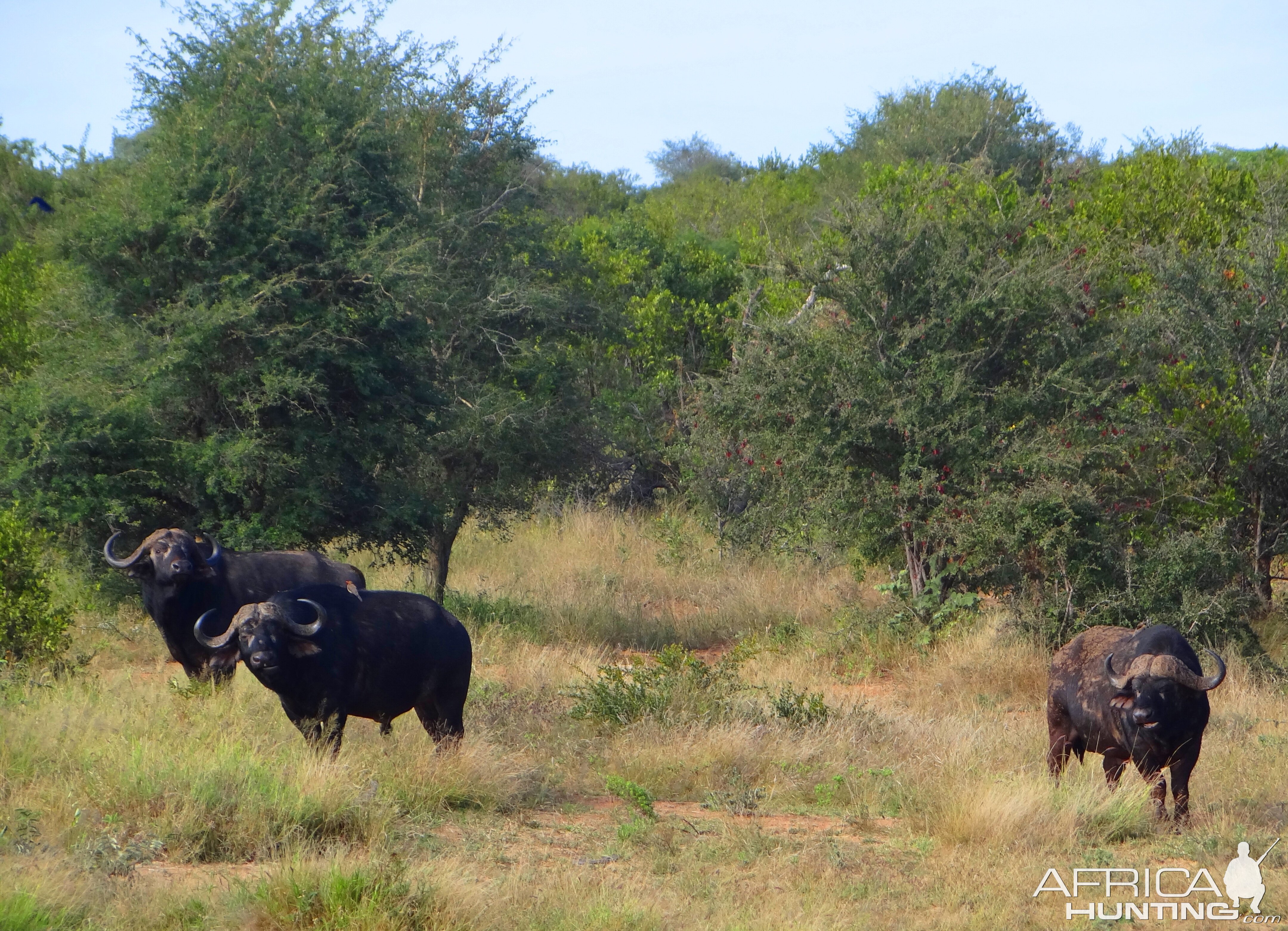 Buffalo