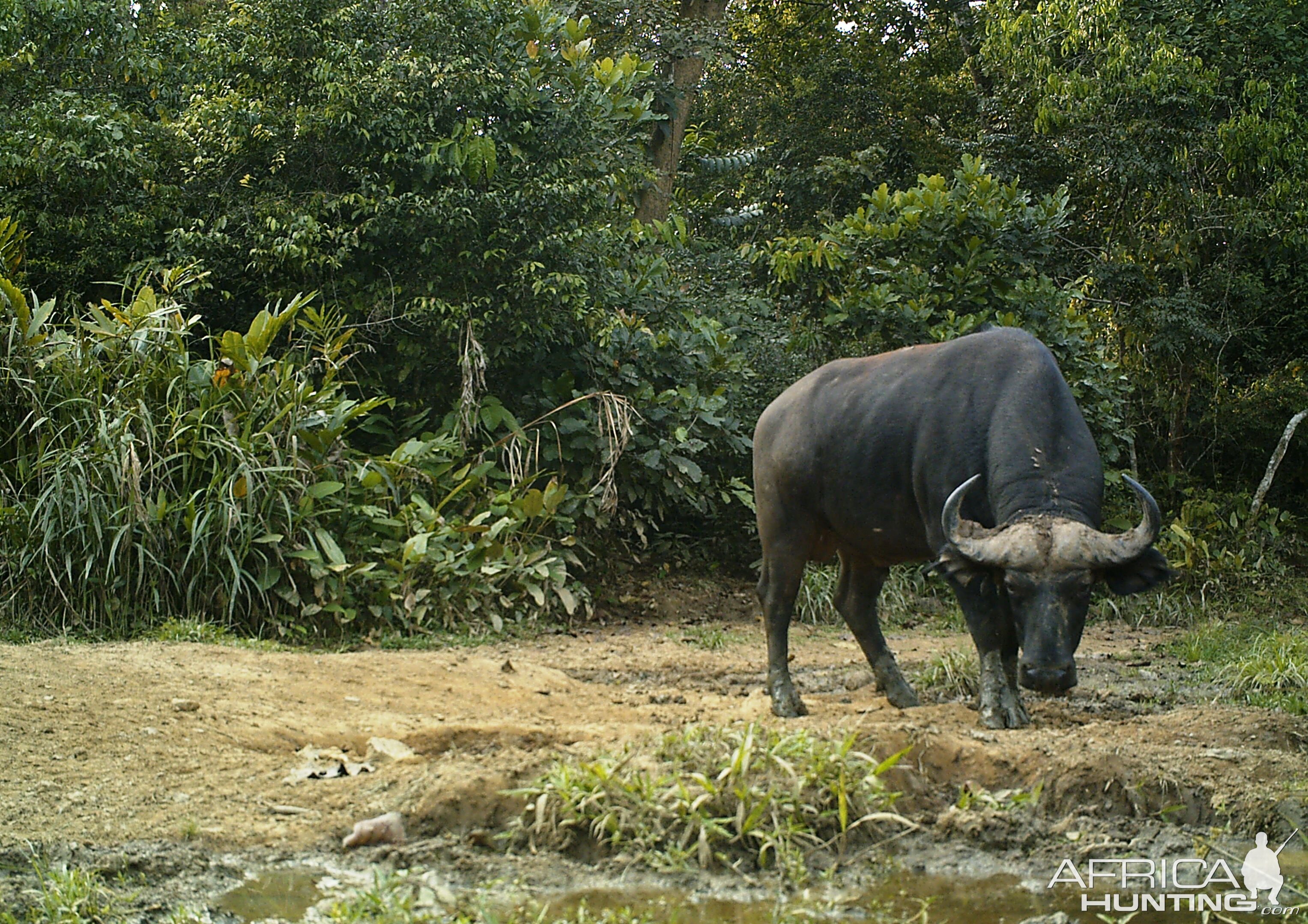 Buffalo