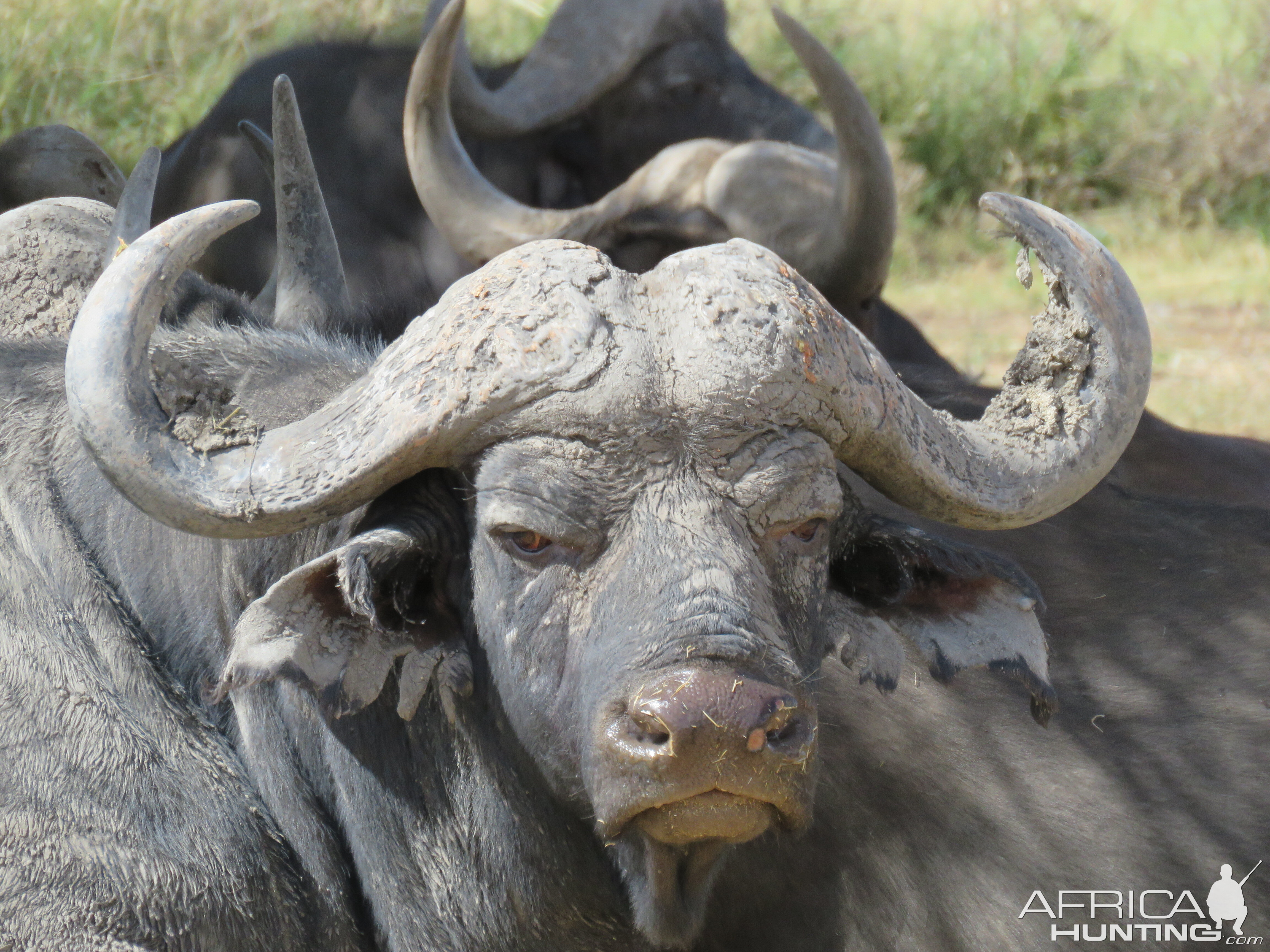 Buffalo