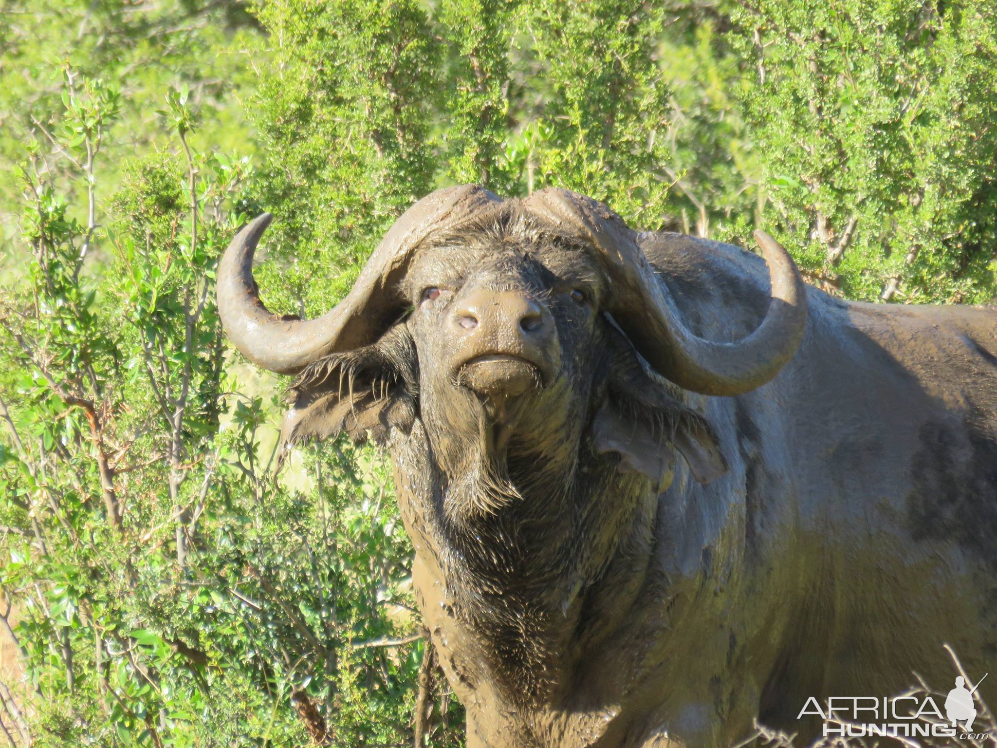 Buffalo