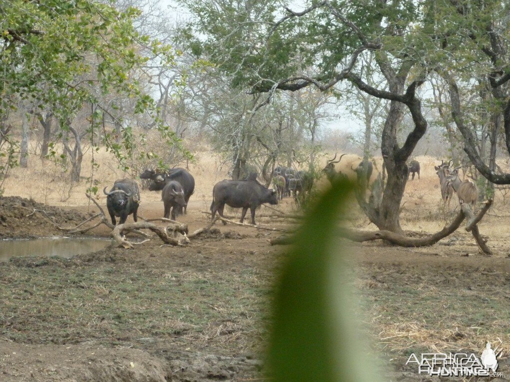 Buffaloes and kudus in Zimbabwe