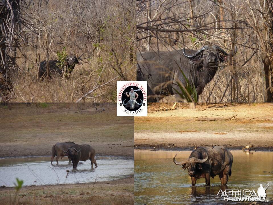 Buffaloes from Selous