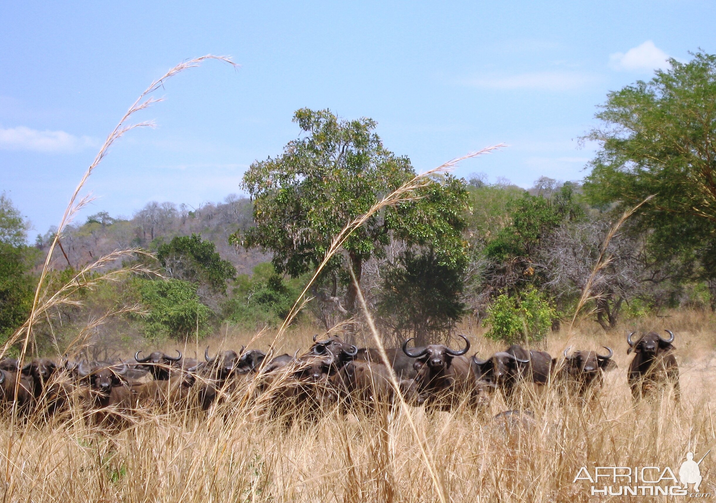 Buffaloes in Tanzania