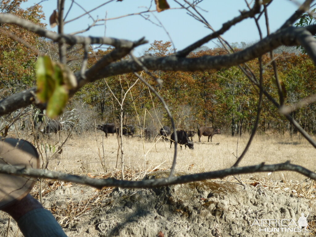 Buffaloes in Zimbabwe