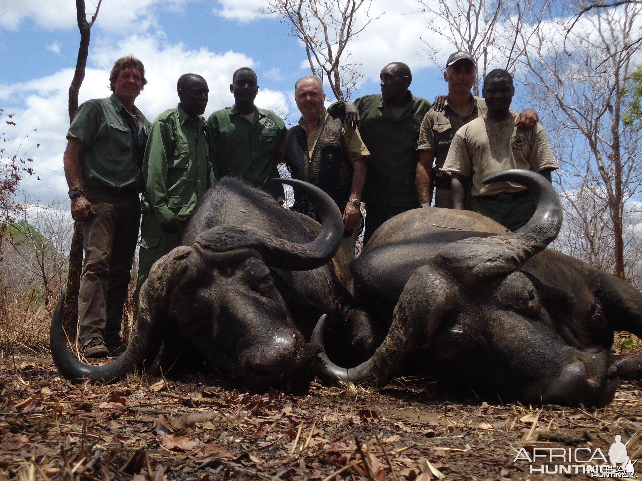 Buffalo's Tanzania