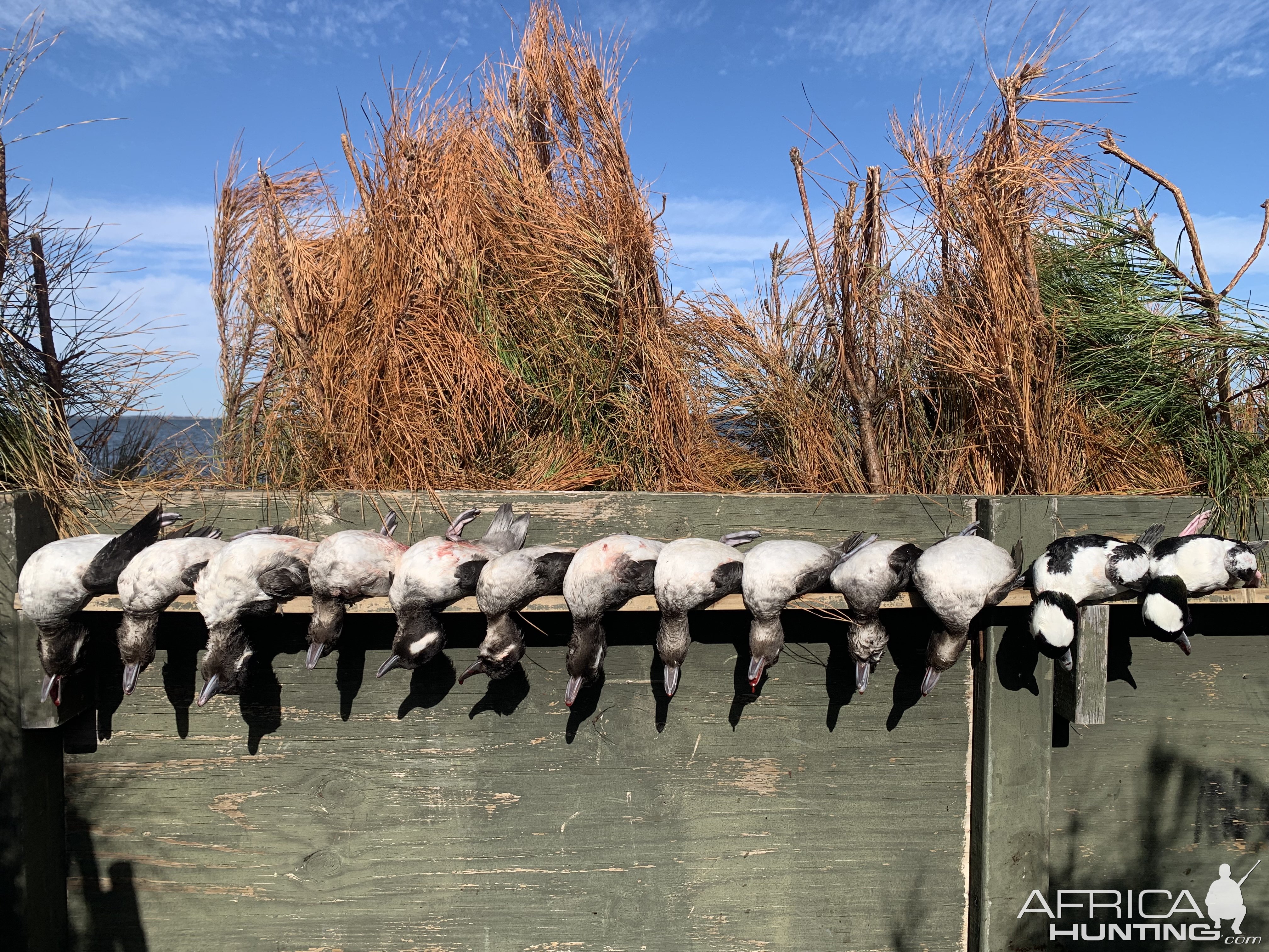 Buffleheads Hunting