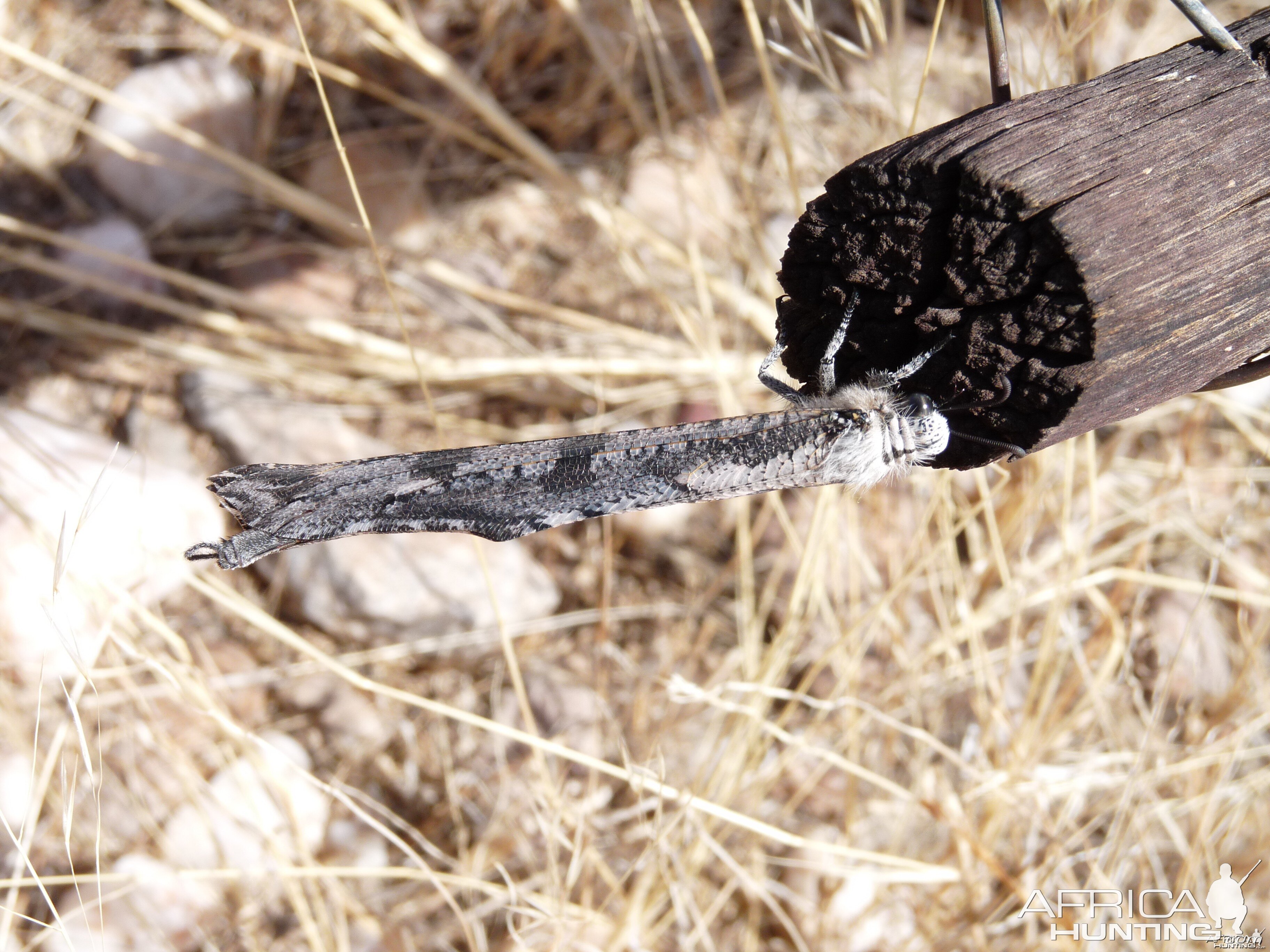 Bug Damaraland Namibia