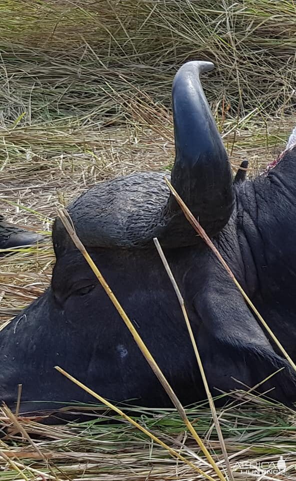 Buggalo Hunting Coutada Luabo Mozambique